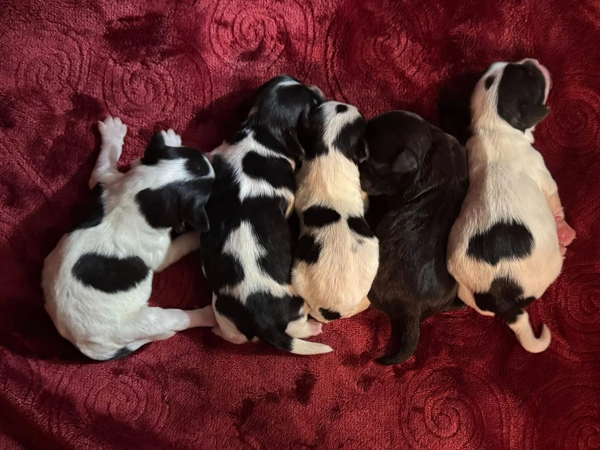 Six small puppies lying on a red textured blanket, resting with their backs turned and heads facing inward.