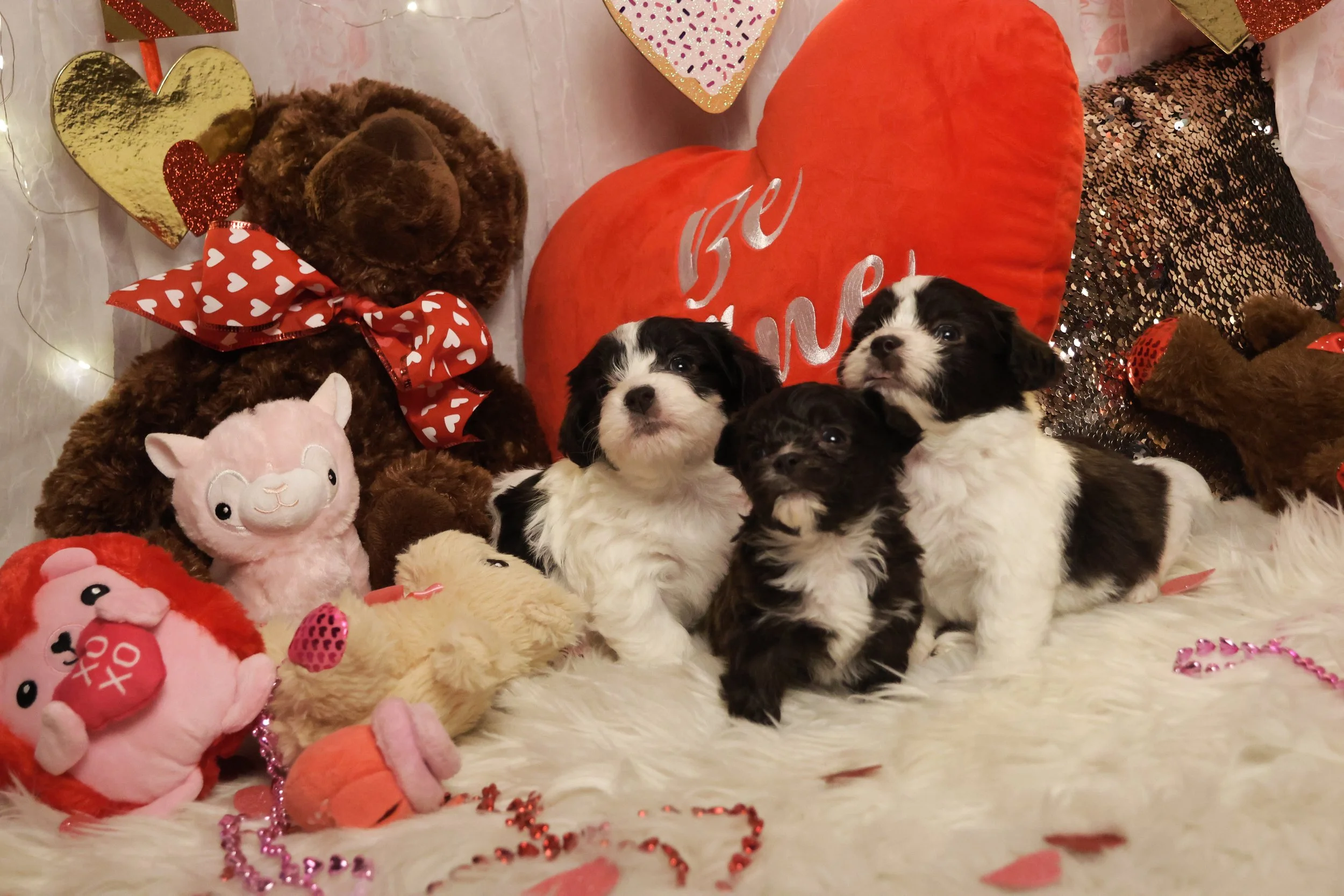 Three black and white puppies sitting on a white furry blanket surrounded by stuffed animals and Valentine-themed decorations, including a large red heart pillow with silver writing, hearts, and beads.