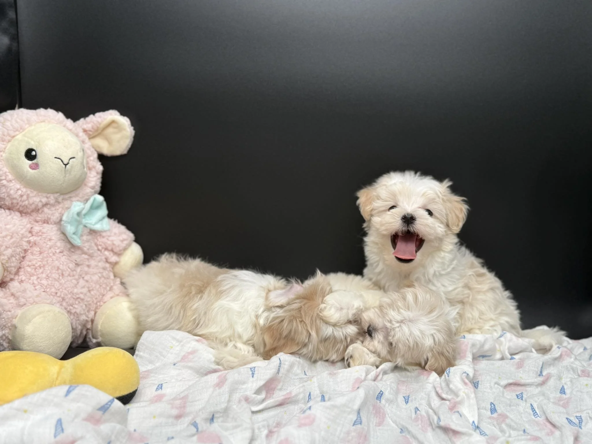 Two small, fluffy puppies playing and yawning on a white blanket, with a pink plush lamb stuffed animal nearby.