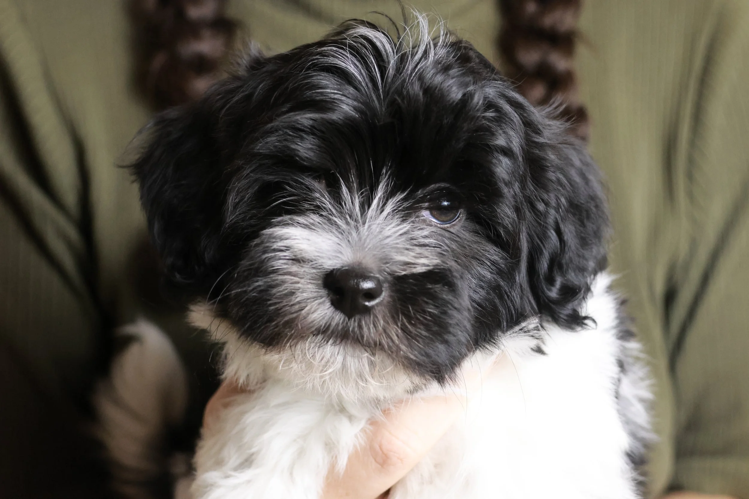Close-up of a small black and white puppy with fluffy fur, being held by a person's hand.