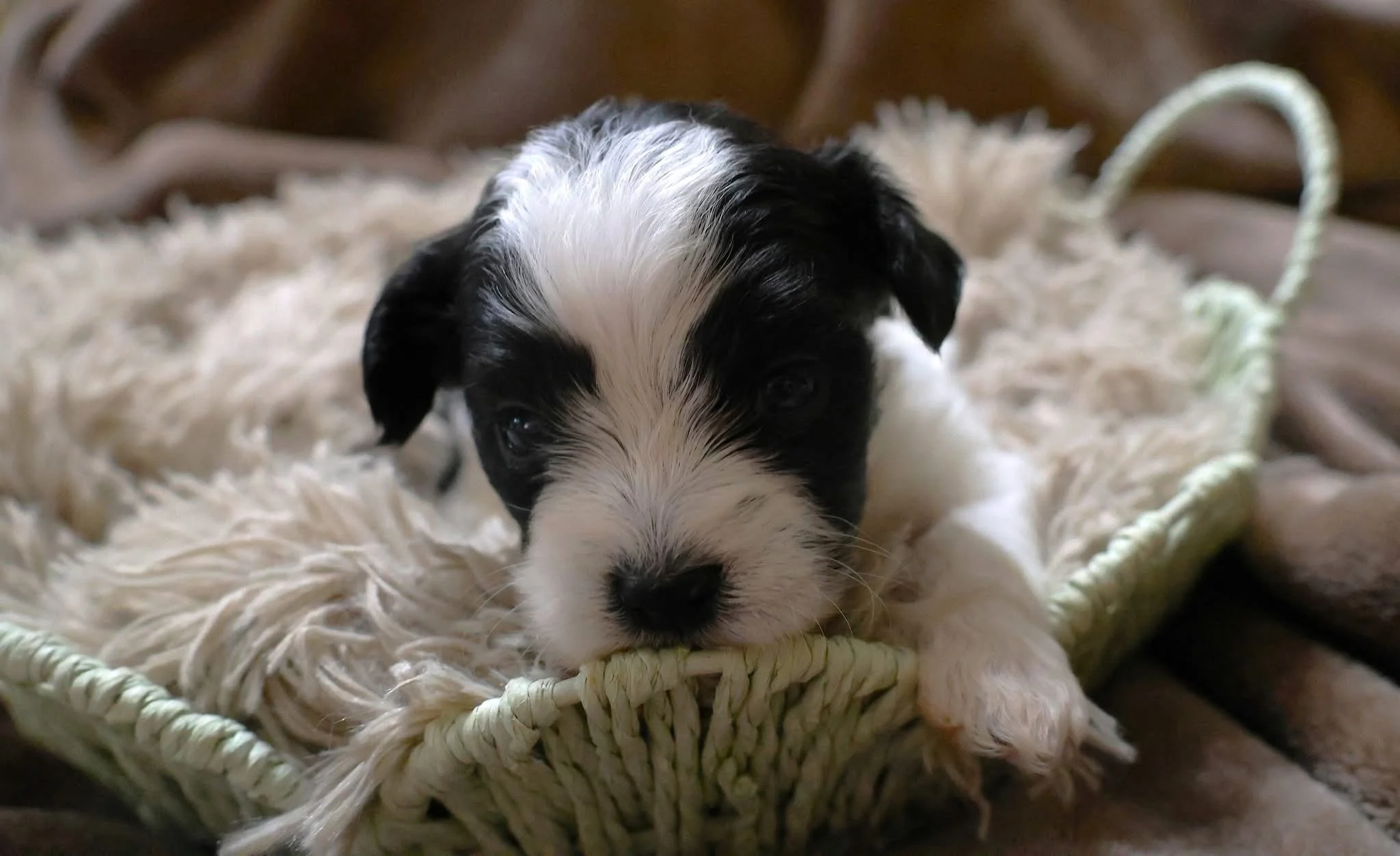 A black and white puppy lying on a fluffy blanket inside a wicker basket.