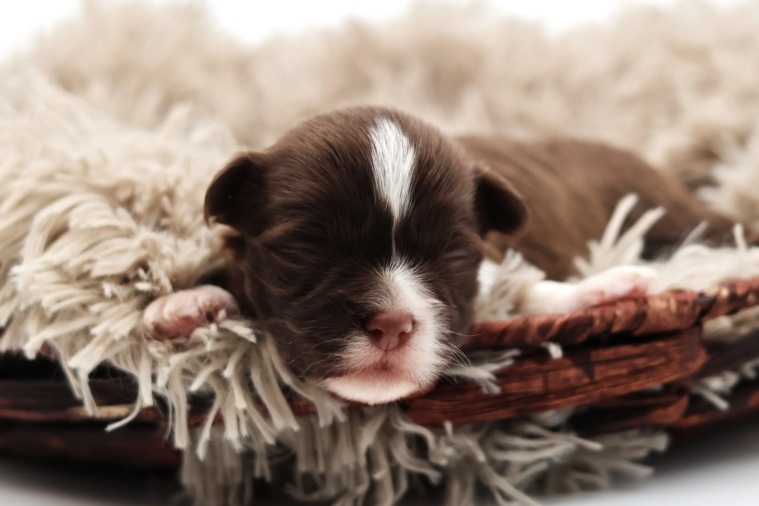 Close-up of a tiny brown and white puppy sleeping on a fluffy blanket in a wicker basket.
