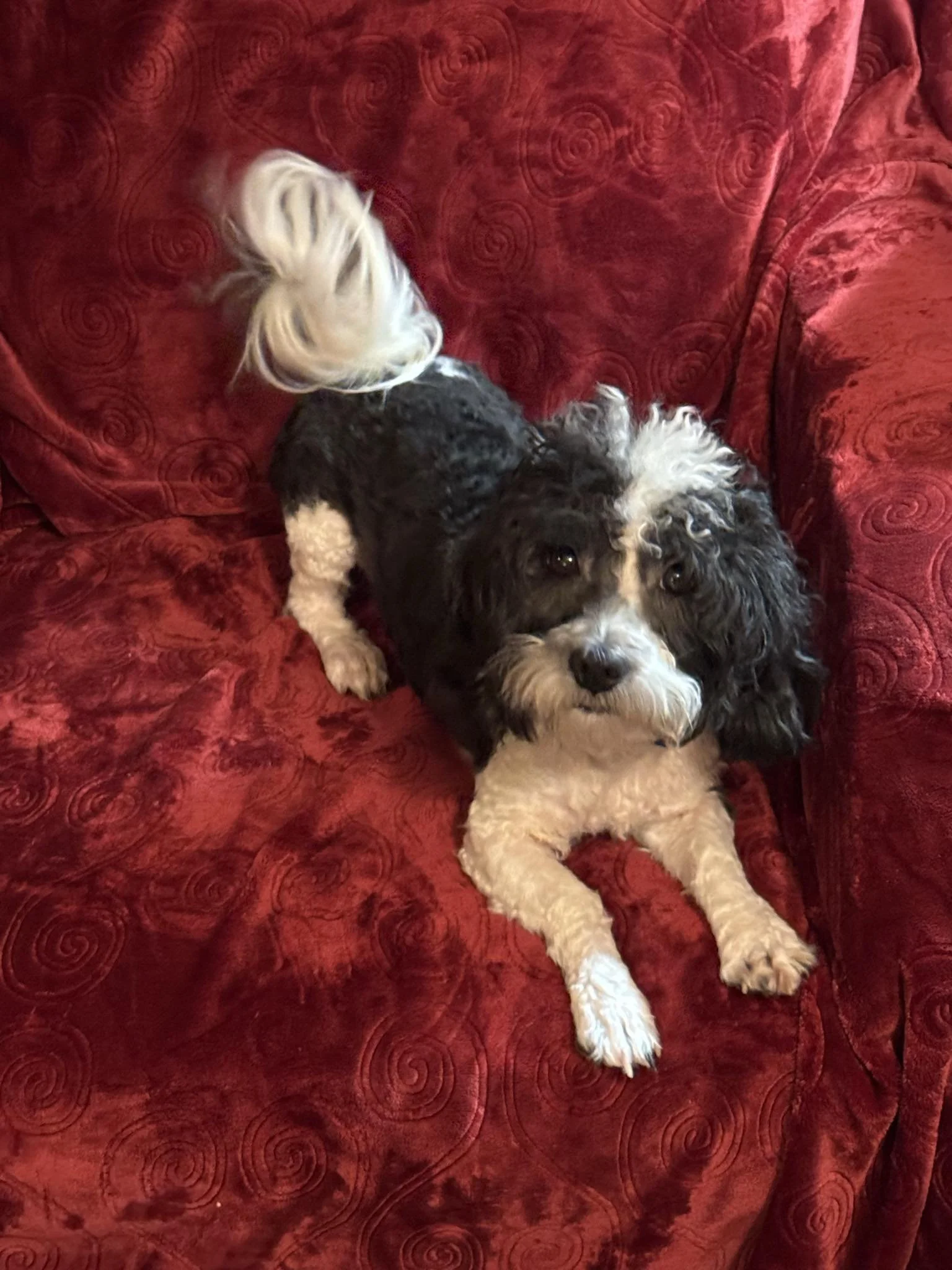 A black and white dog with curly fur lying on a red, swirled textured couch, looking up at the camera.