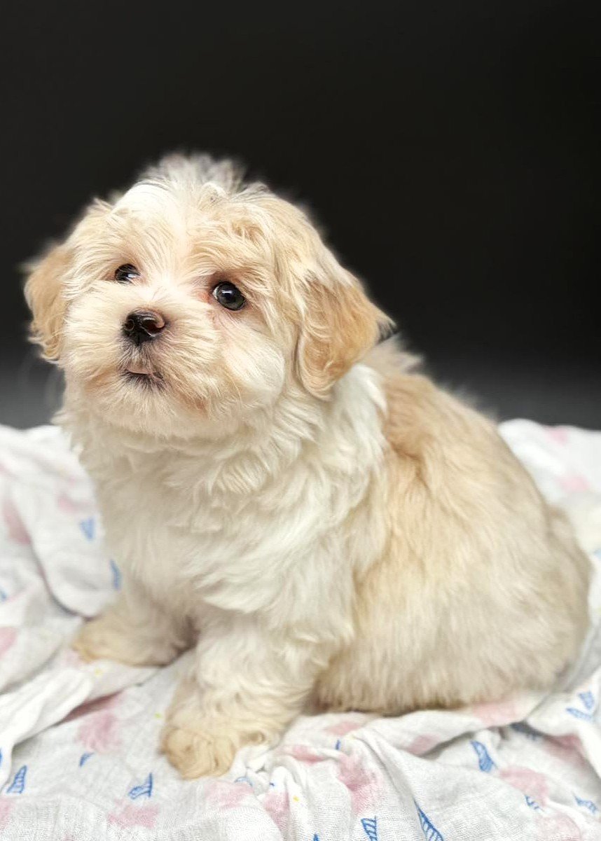 A cute, fluffy, cream-colored puppy with a slightly curly coat sitting on a blanket against a dark background.