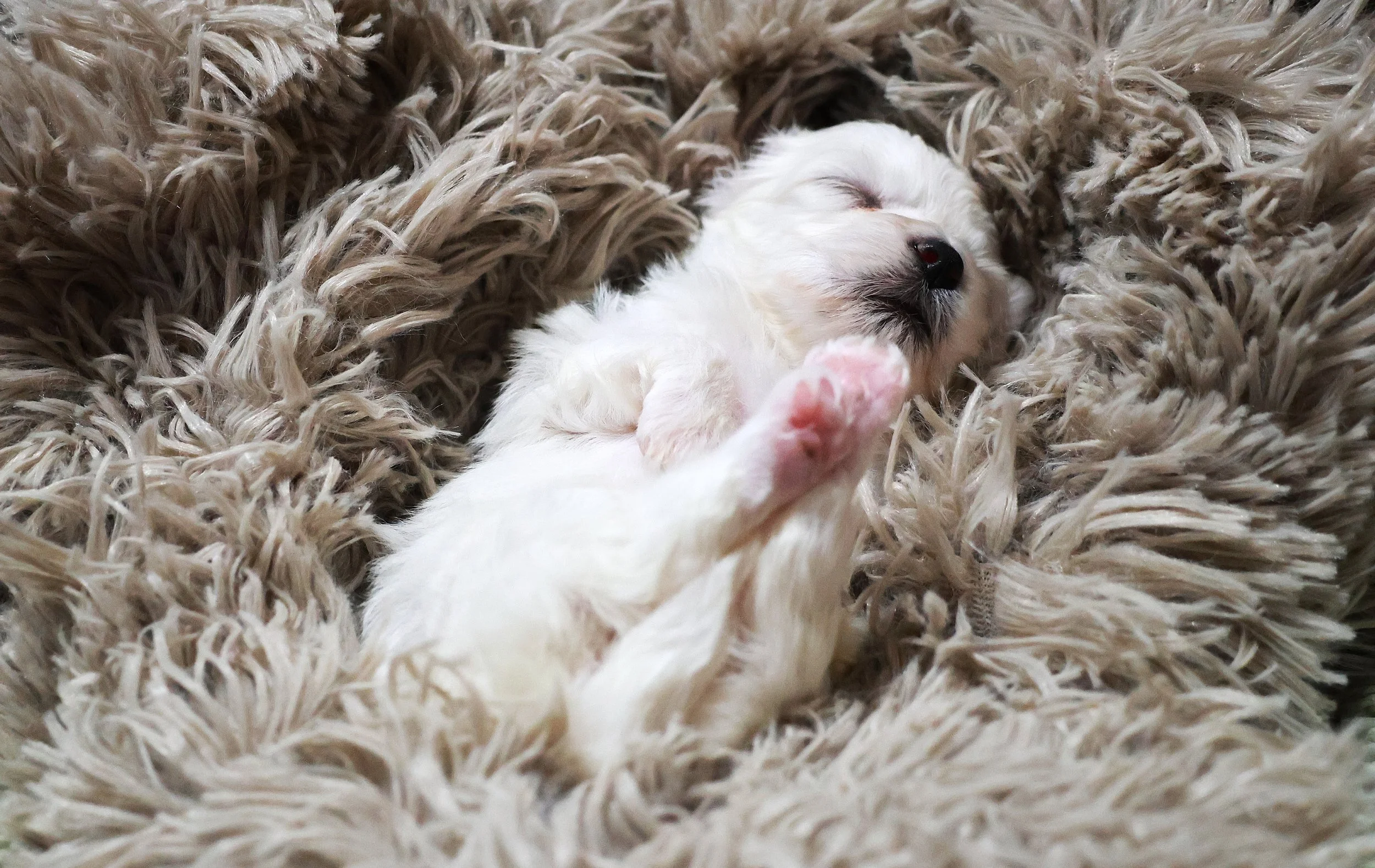 A small white puppy sleeping on a fluffy, beige fur blanket.