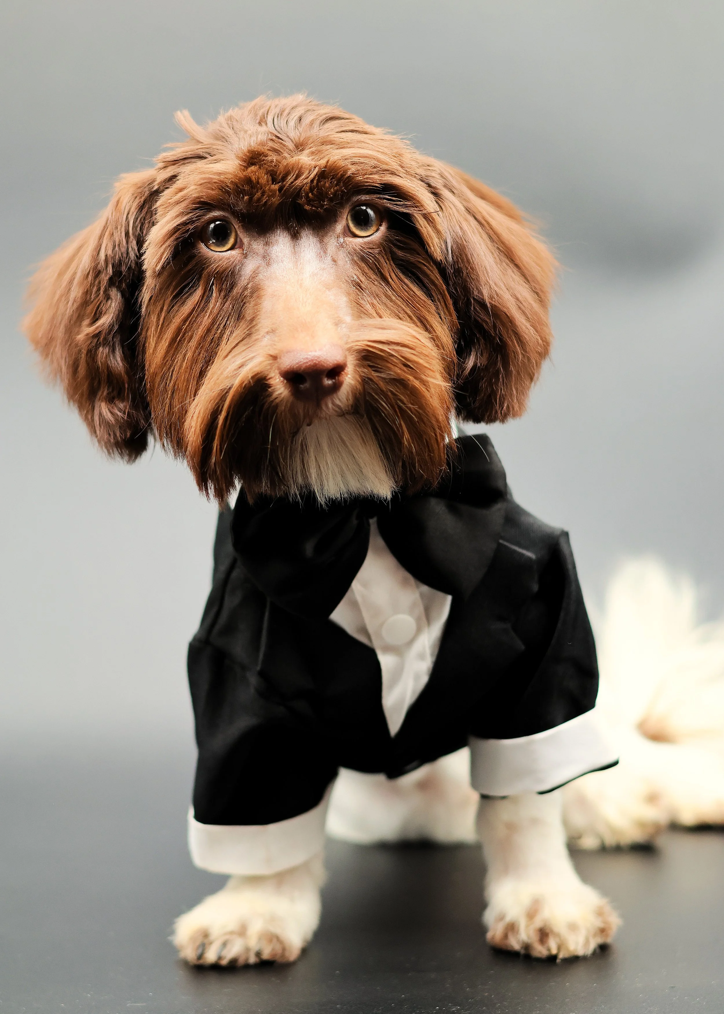 AKC Chocolate parti in a Tuxedo