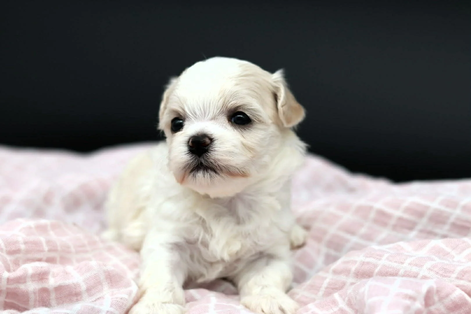 Cute white puppy with black eyes and nose lying on a pink checkered blanket against a dark background.