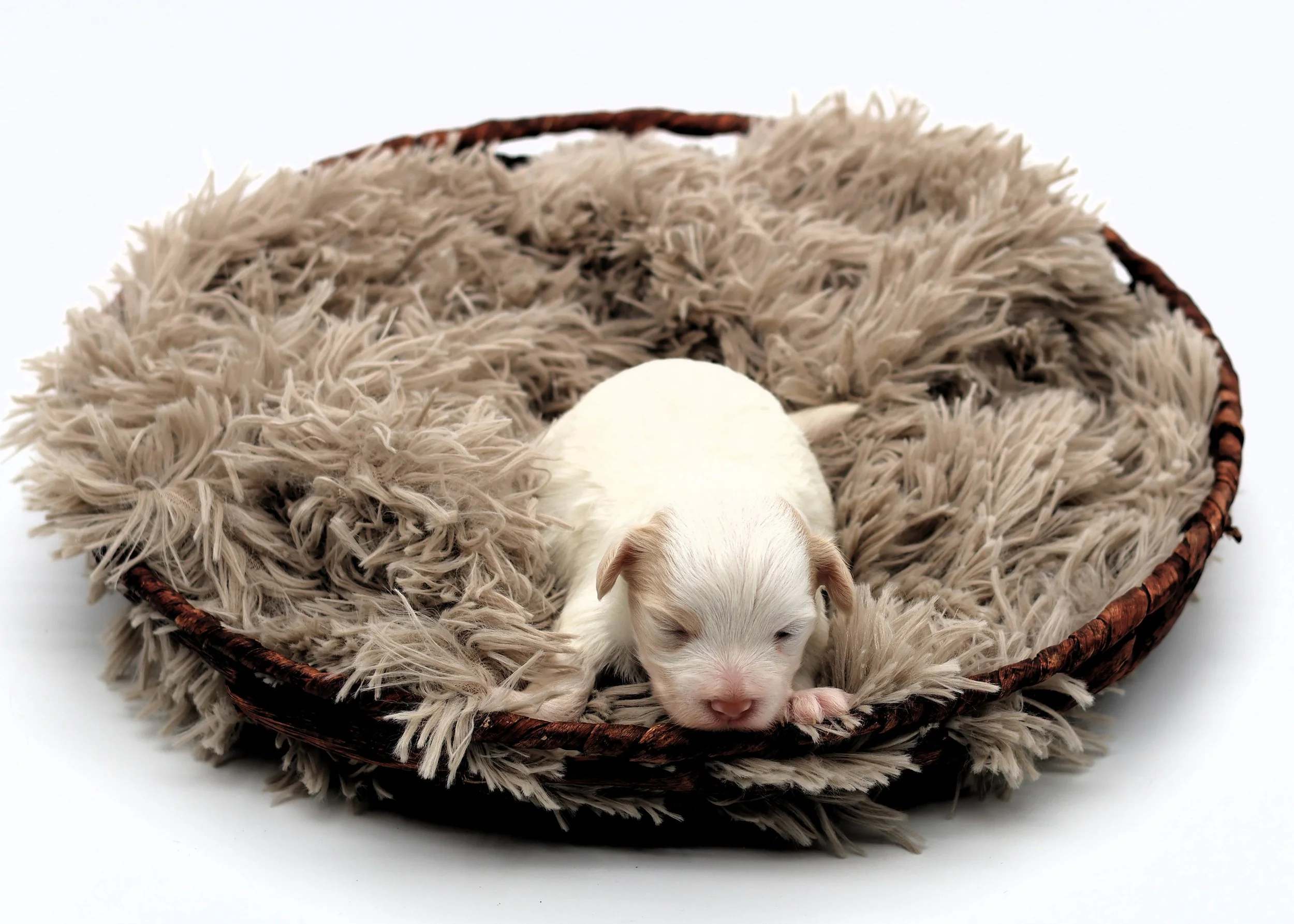 A small, white puppy sleeping in a round fuzzy bed with a beige shaggy blanket inside.
