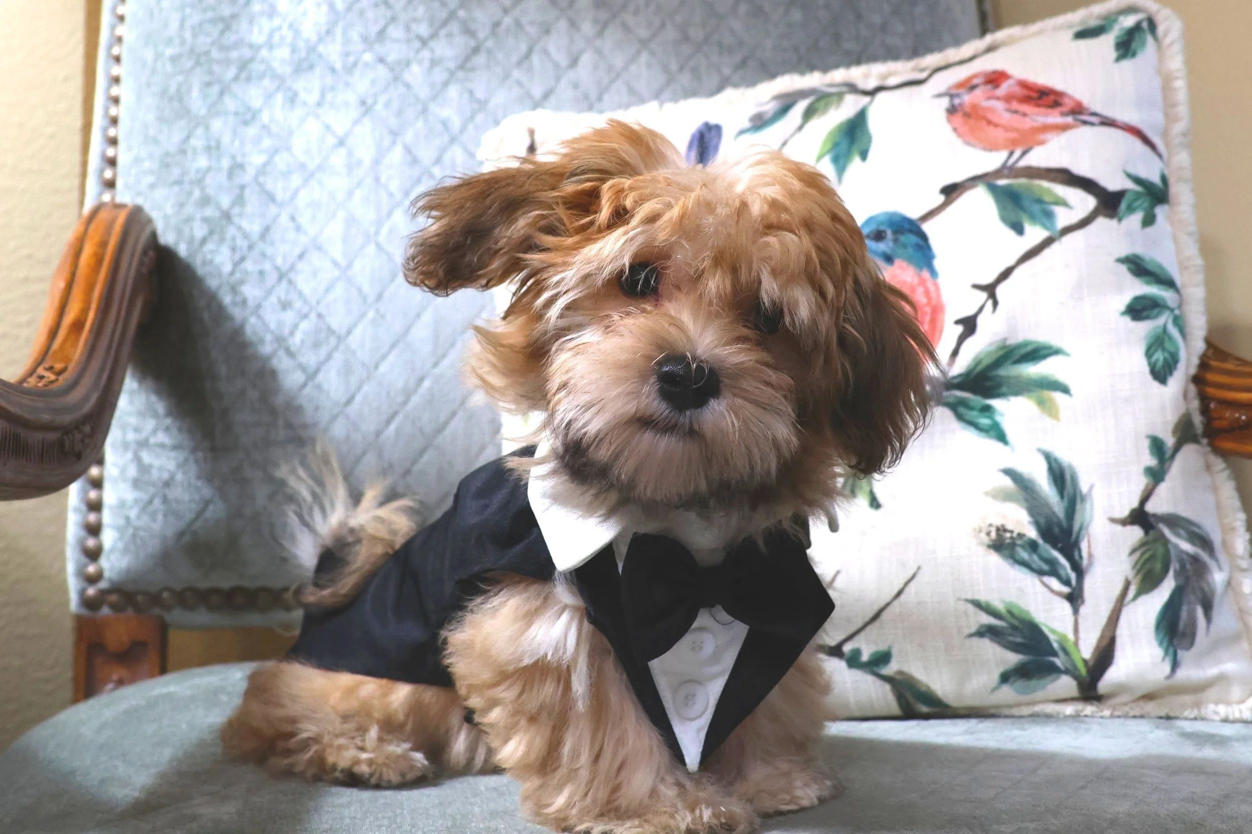 A cute small dog wearing a tuxedo with a bow tie, sitting on a sofa with a decorative pillow in the background.