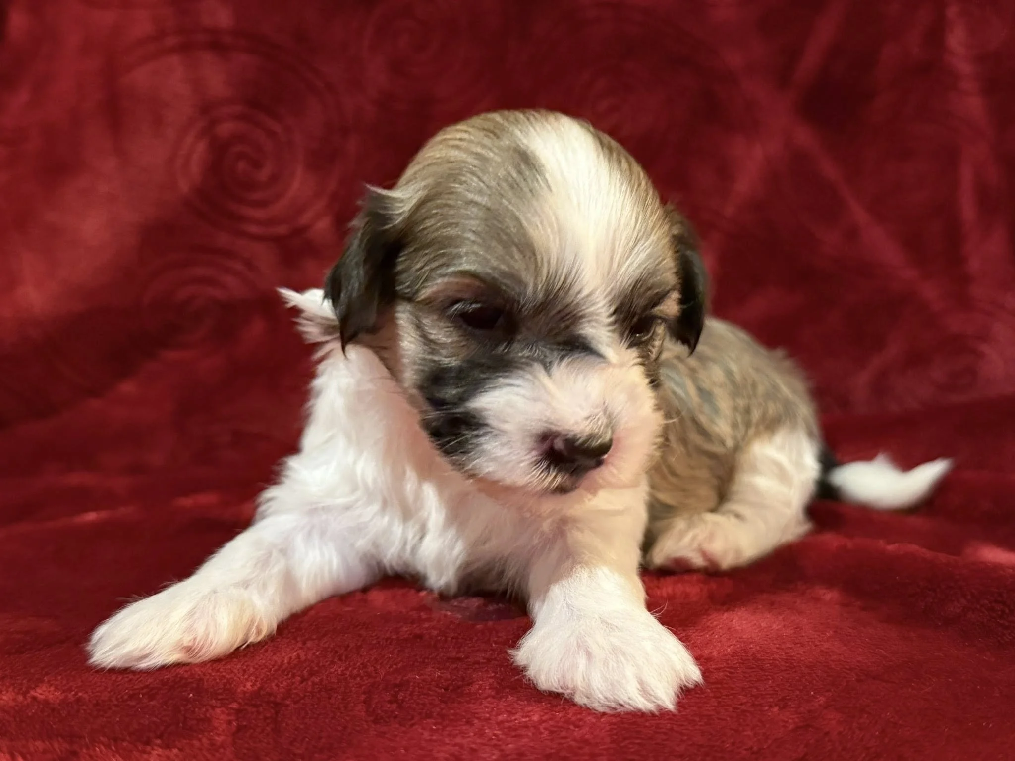 Havanese puppy dog with Heterochromia 1 blue eye and 1 brown eye