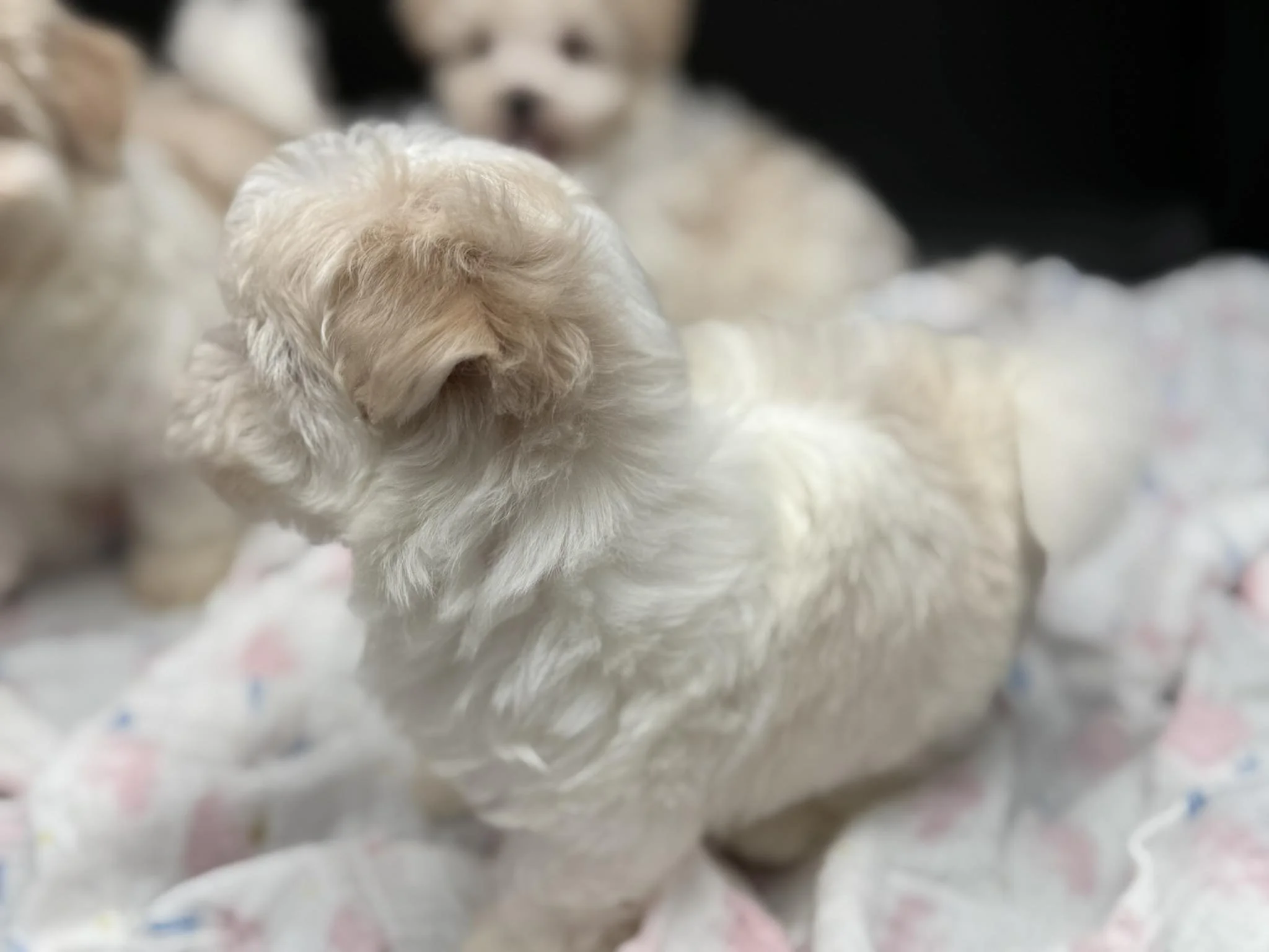 A white fluffy puppy sitting on a blanket with pink and blue patterns, facing left with one paw slightly lifted.