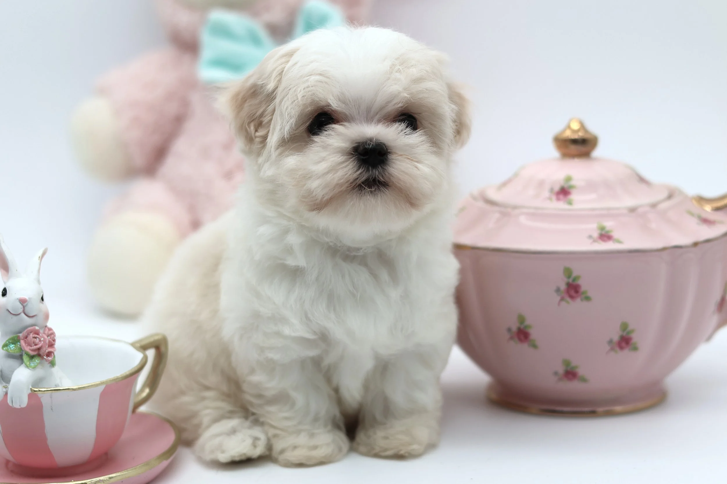 A cute white puppy with fluffy fur sitting among pastel pink and white decorative dishware and a teacup with a toy bunny inside, in front of a blurred background with soft pastel-colored objects.