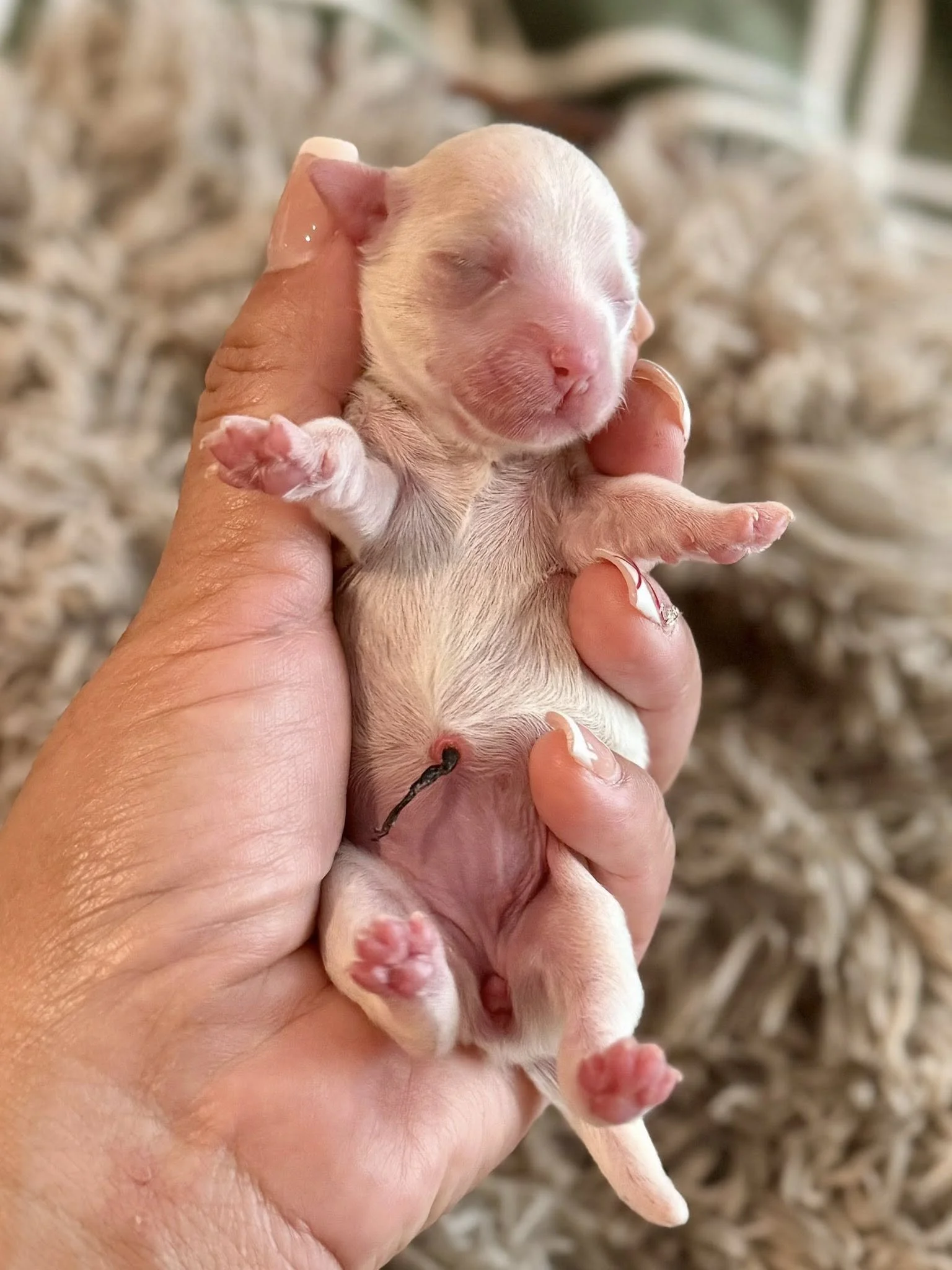 White Havanese puppy Houston's Royal Havanese