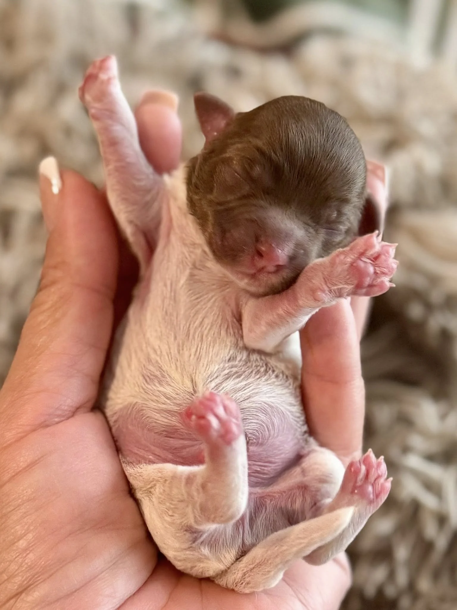 Chocolate Parti Havanese puppy Houston's Royal Havanese