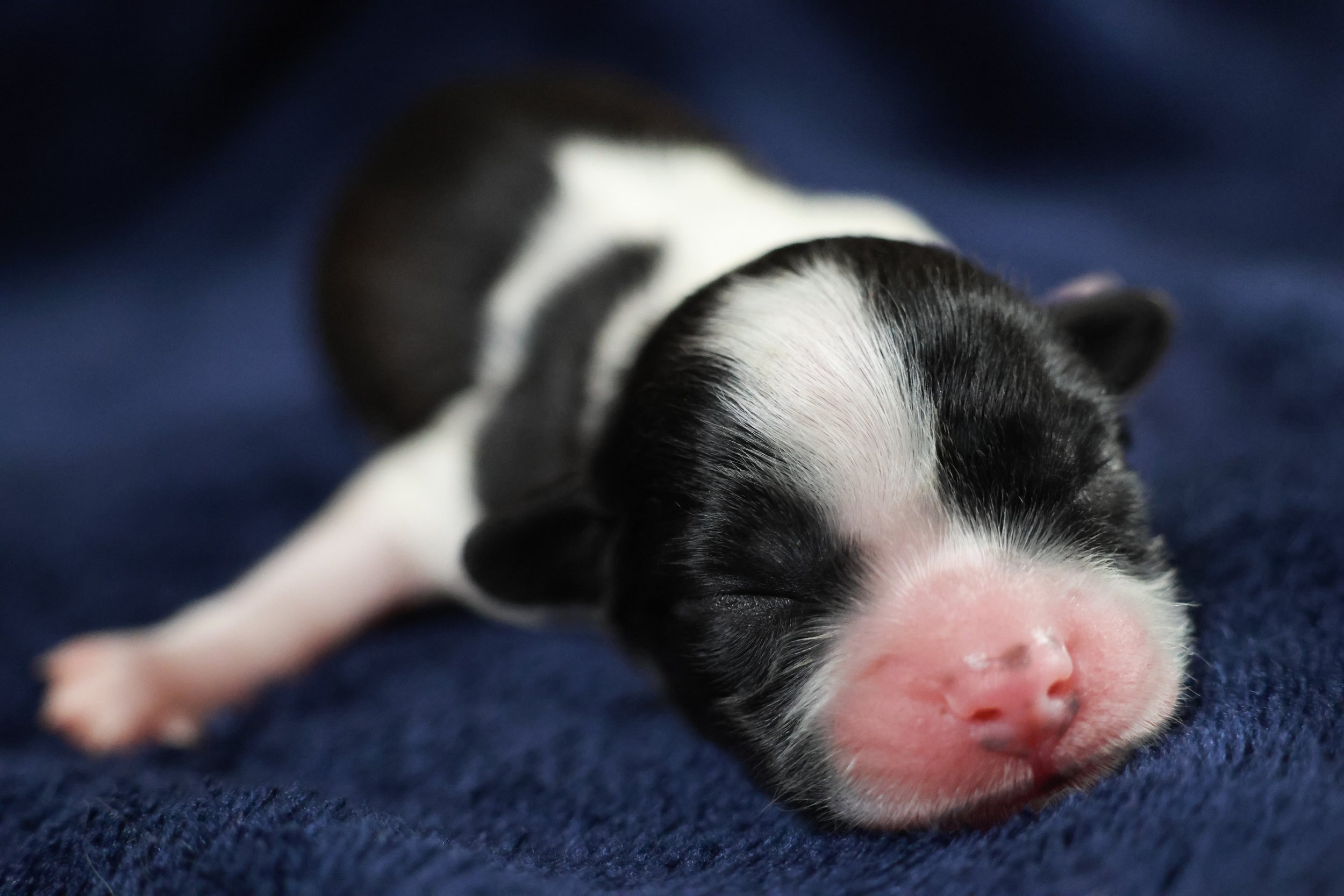 A tiny black and white puppy sleeping on a dark blue blanket.