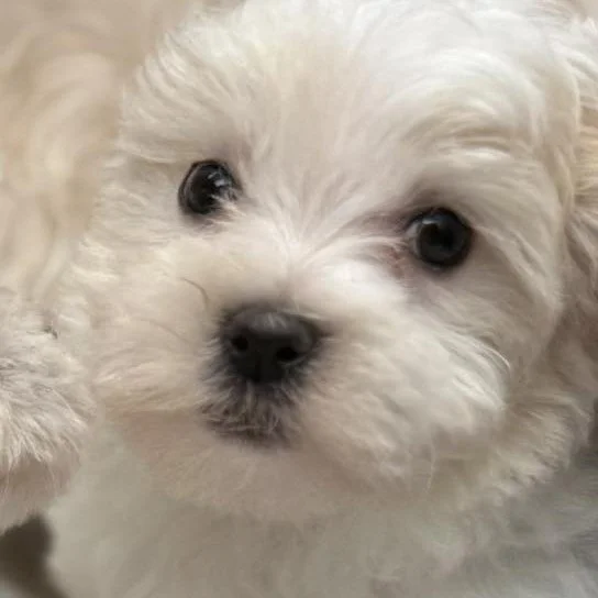 Close-up of a small white puppy with dark eyes and a black nose.
