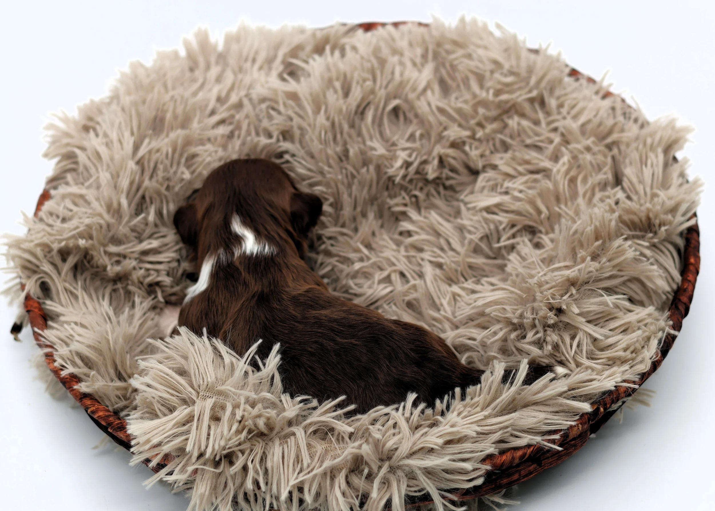 A brown puppy with white fur on its neck sleeping in a round, fluffy, beige bed on a white background.