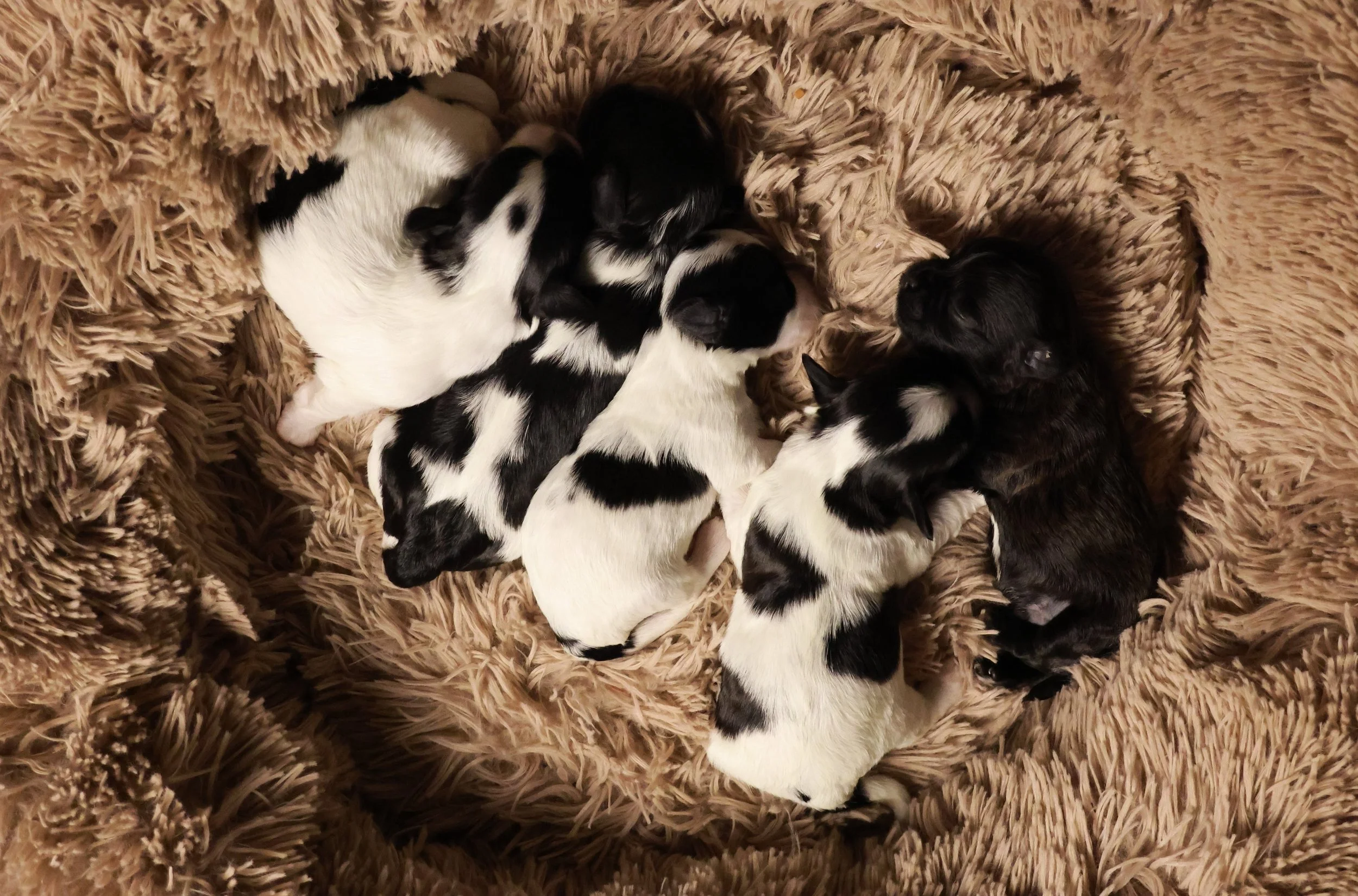 Five tiny puppies sleeping closely together in a fuzzy, brown blanket. Three are black and white, with distinctive markings, one is solid black, and one is mainly white with black spots.