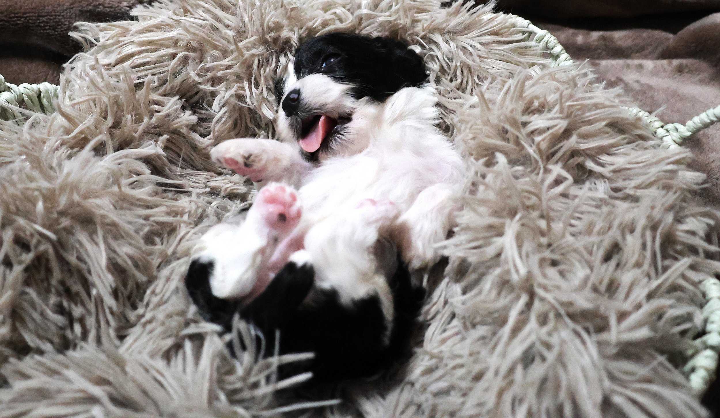 A black and white puppy lying on its back on a fluffy, cream-colored pet bed. The puppy is playfully sticking out its tongue and has closed eyes, with its paws raised in the air.
