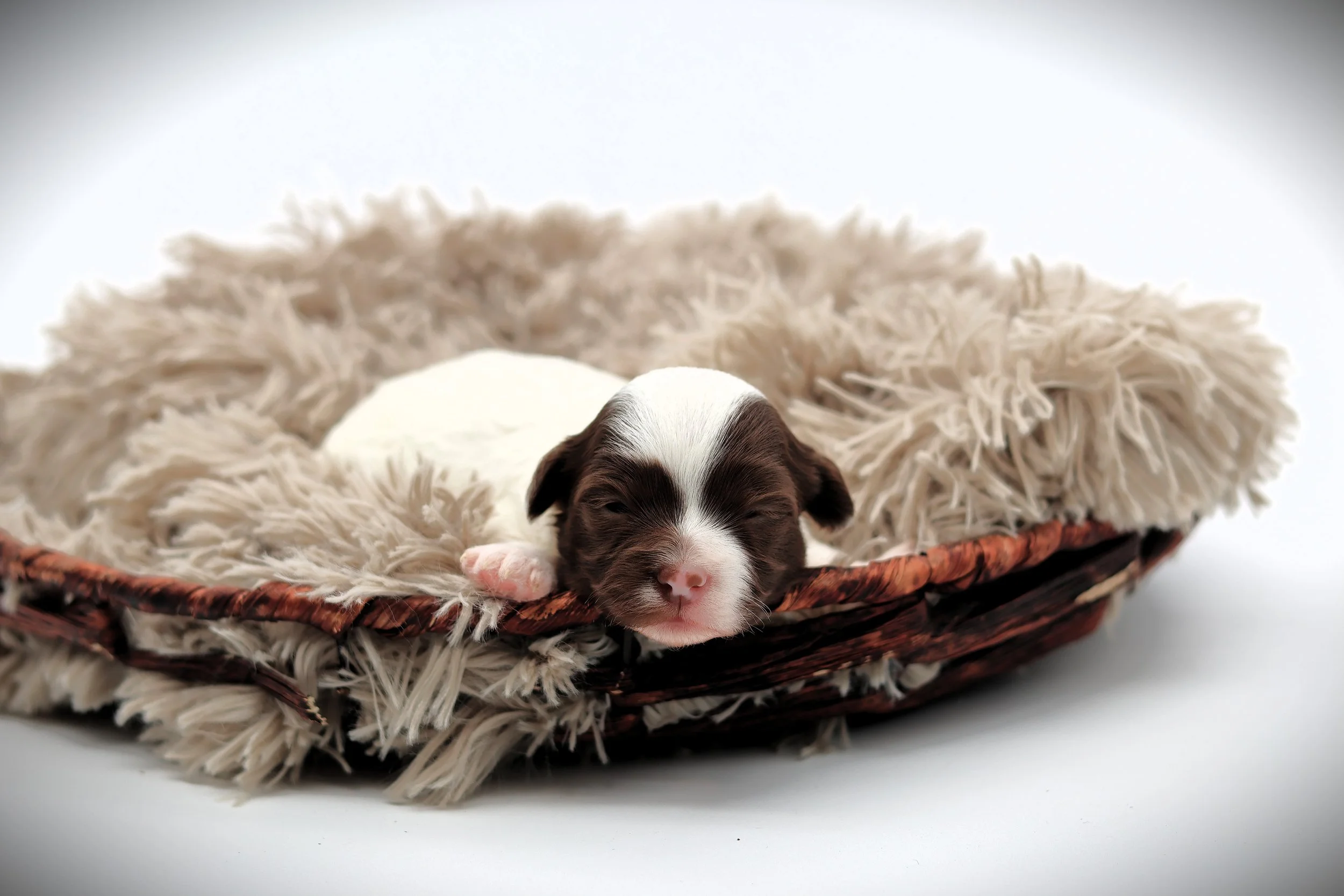 A sleeping puppy with a brown and white coat lying in a fluffy cream-colored blanket in a wooden basket.