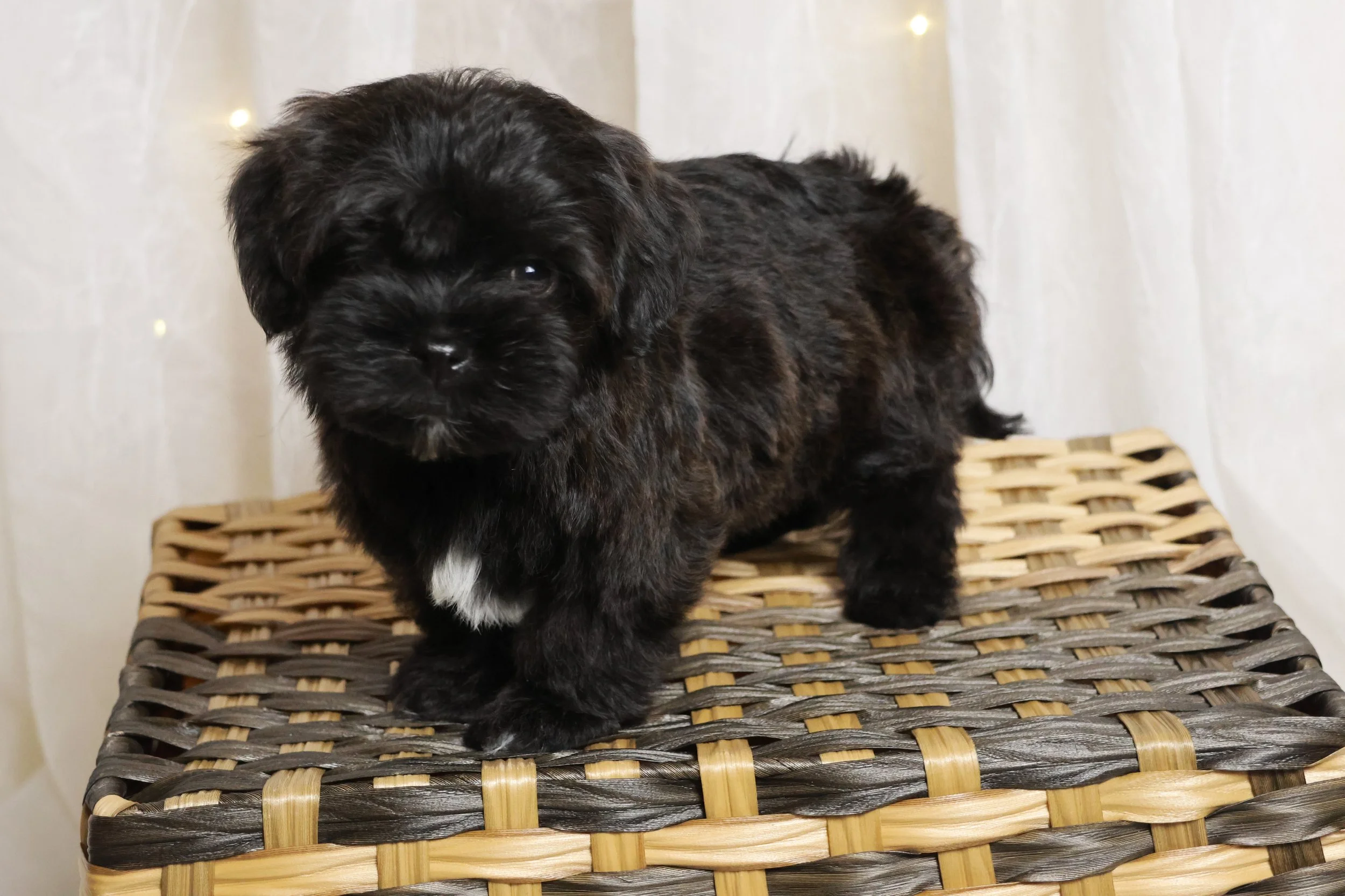 A small black puppy with a white patch on its chest standing on a woven wicker surface, with a white background with small lights.