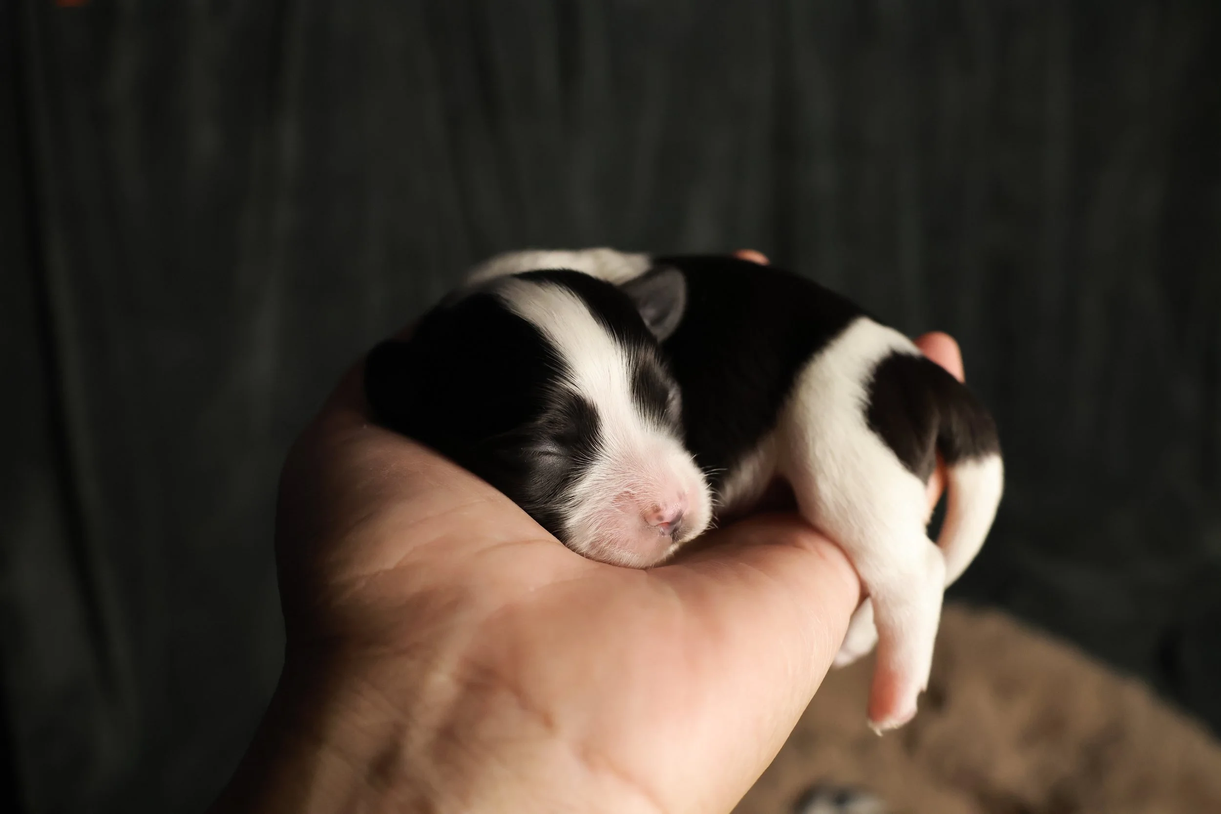 A person holding a tiny black and white puppy with closed eyes, resting on their hand.
