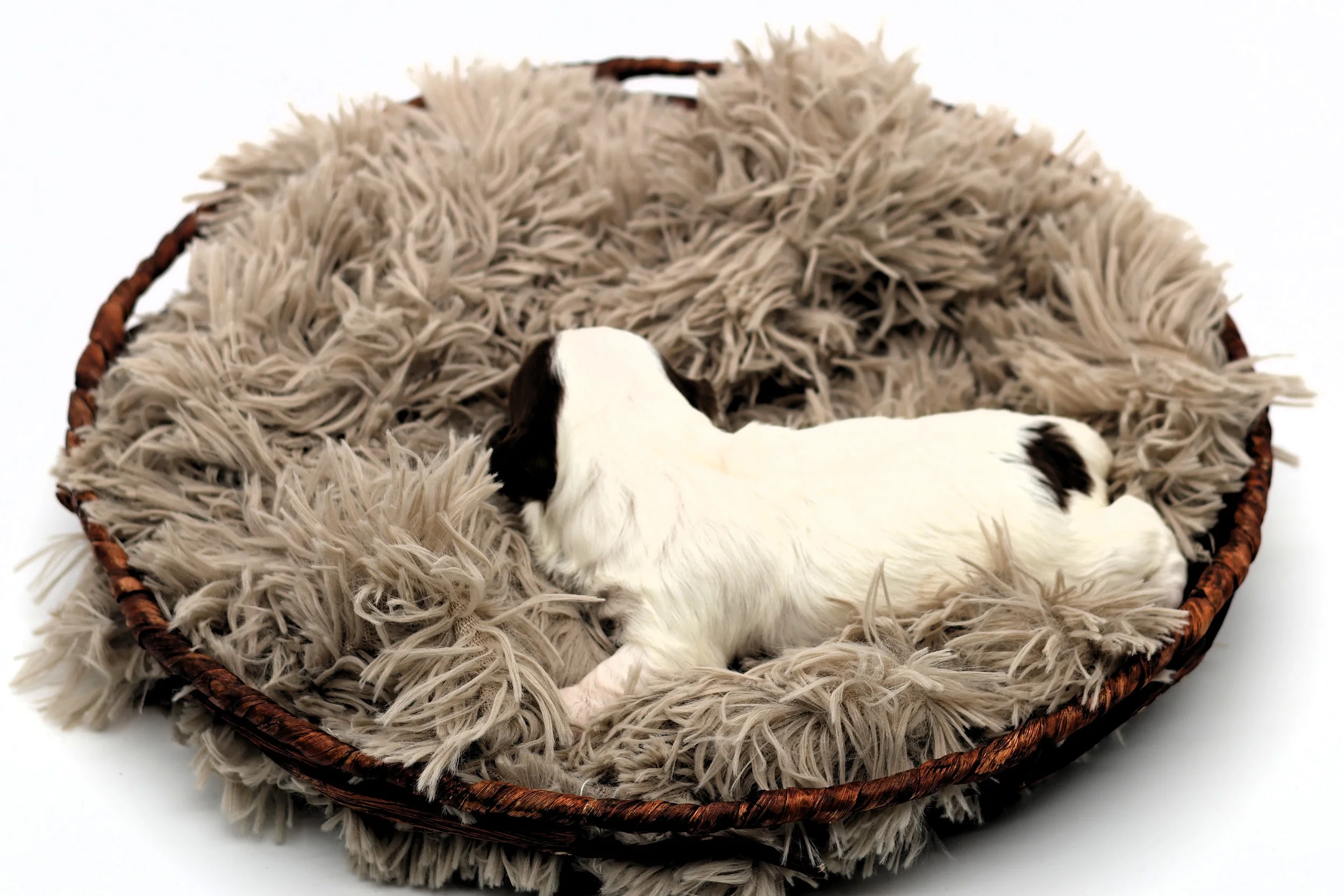 Small black and white puppy sleeping in a round wicker basket on a fluffy beige blanket.