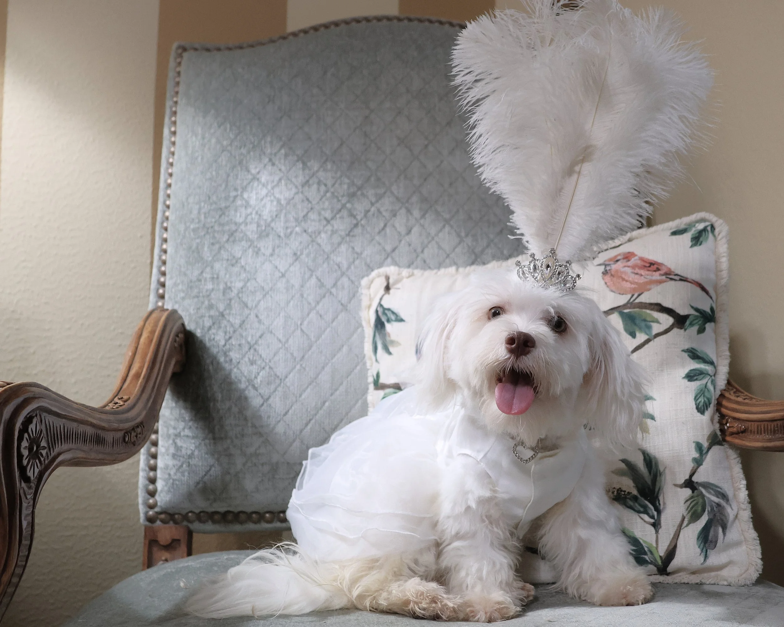 A small white dog wearing a princess crown with a large white feather and a white dress, sitting on an antique-style chair with floral pillow in the background.