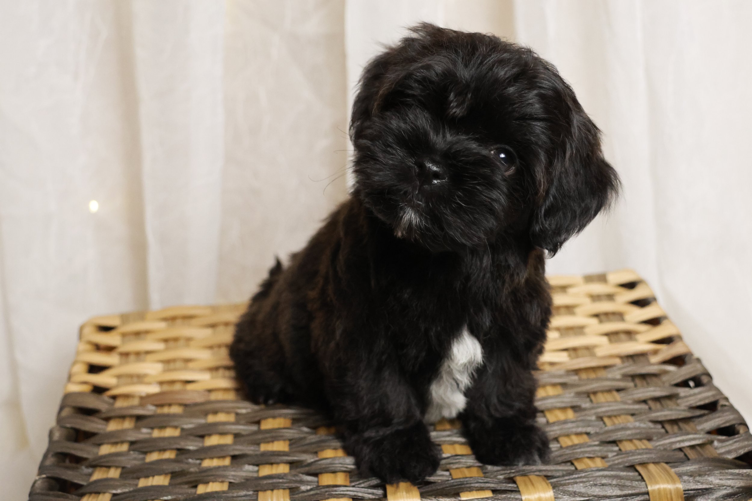 Black puppy with a small white patch on its chest sitting on a wicker textured surface, looking slightly to the side.