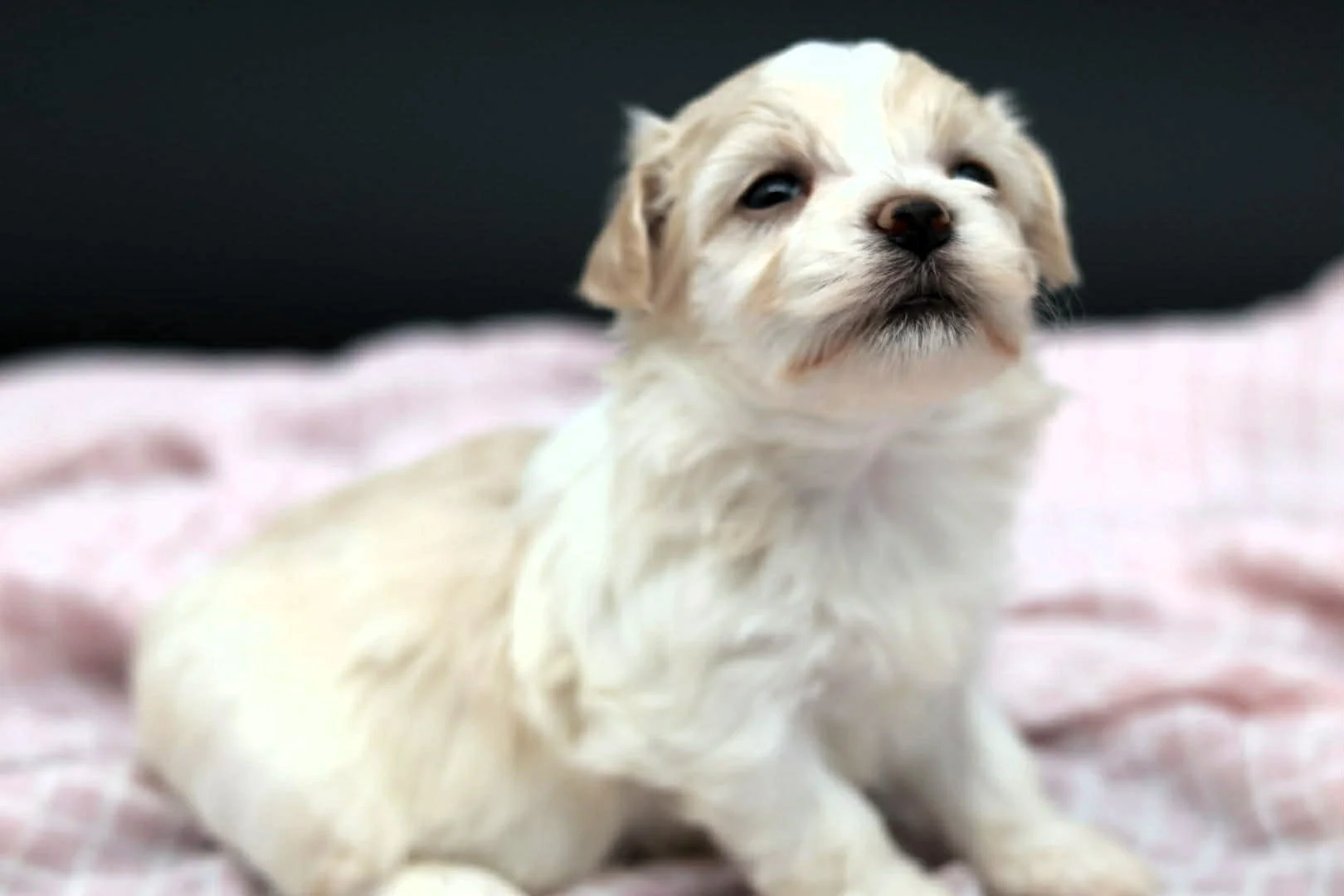 A small, fluffy, cream-colored puppy with darker markings around its eyes and nose, lying on a soft pink blanket with a blurred dark background.