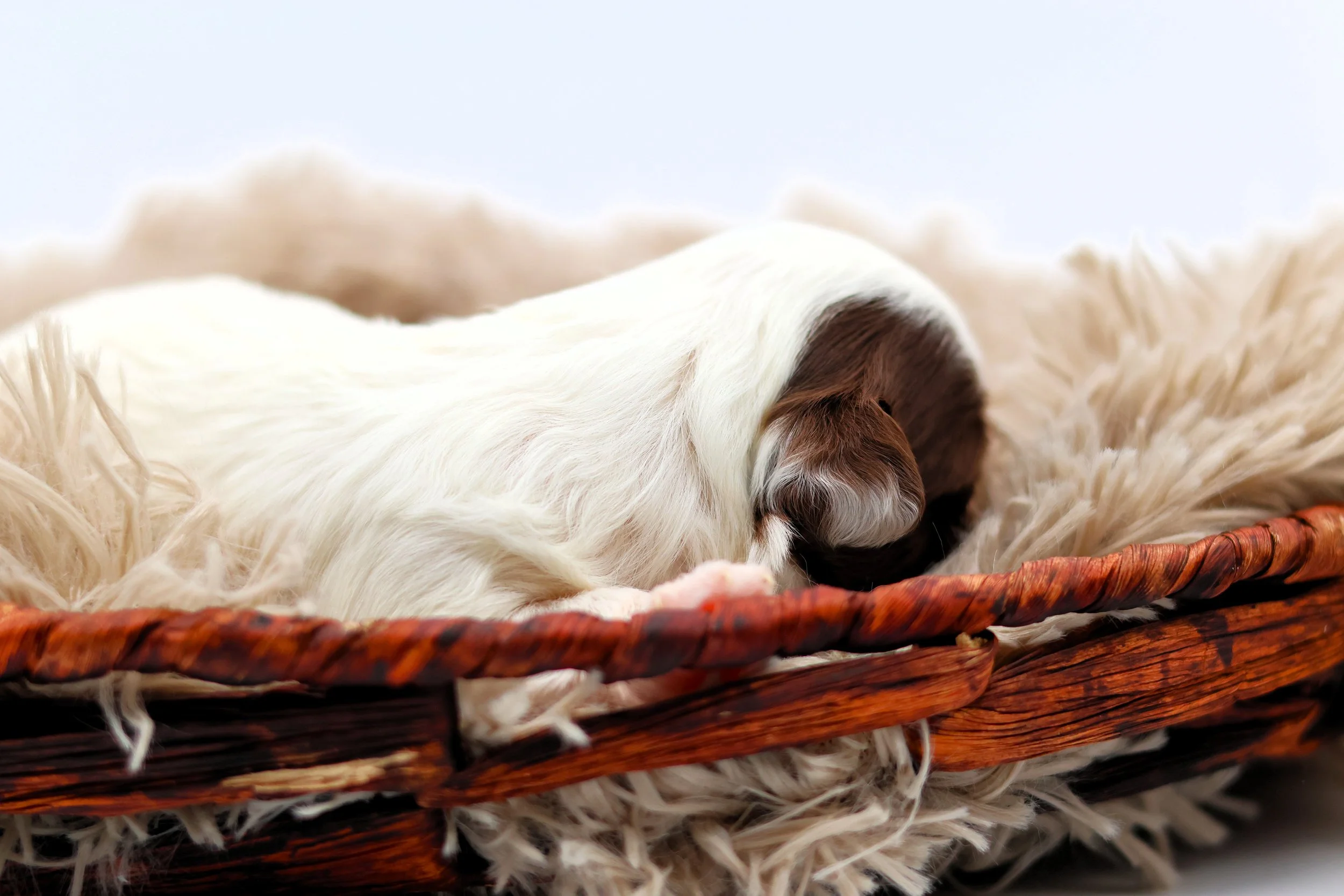 A small puppy with white and brown fur sleeping in a wicker basket lined with fluffy, cream-colored material.