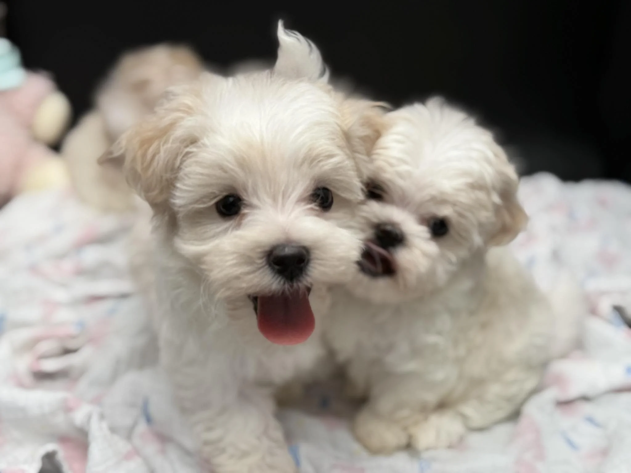 Three fluffy white puppies sitting on a blanket, one with its tongue out, and dark background.