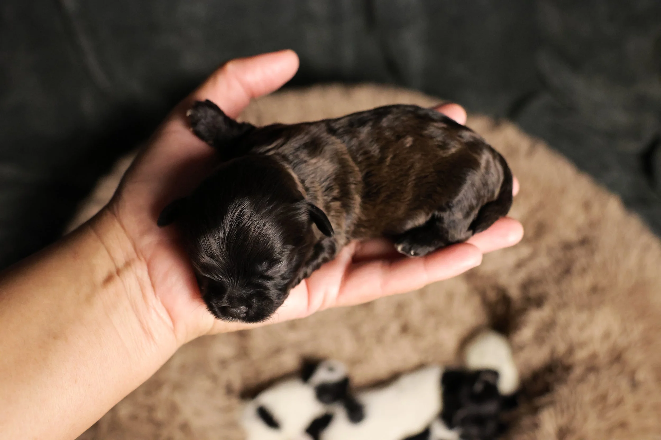 A person gently holds a tiny, sleeping brindle puppy in their hand, with other puppies in the background on a beige fluffy rug.