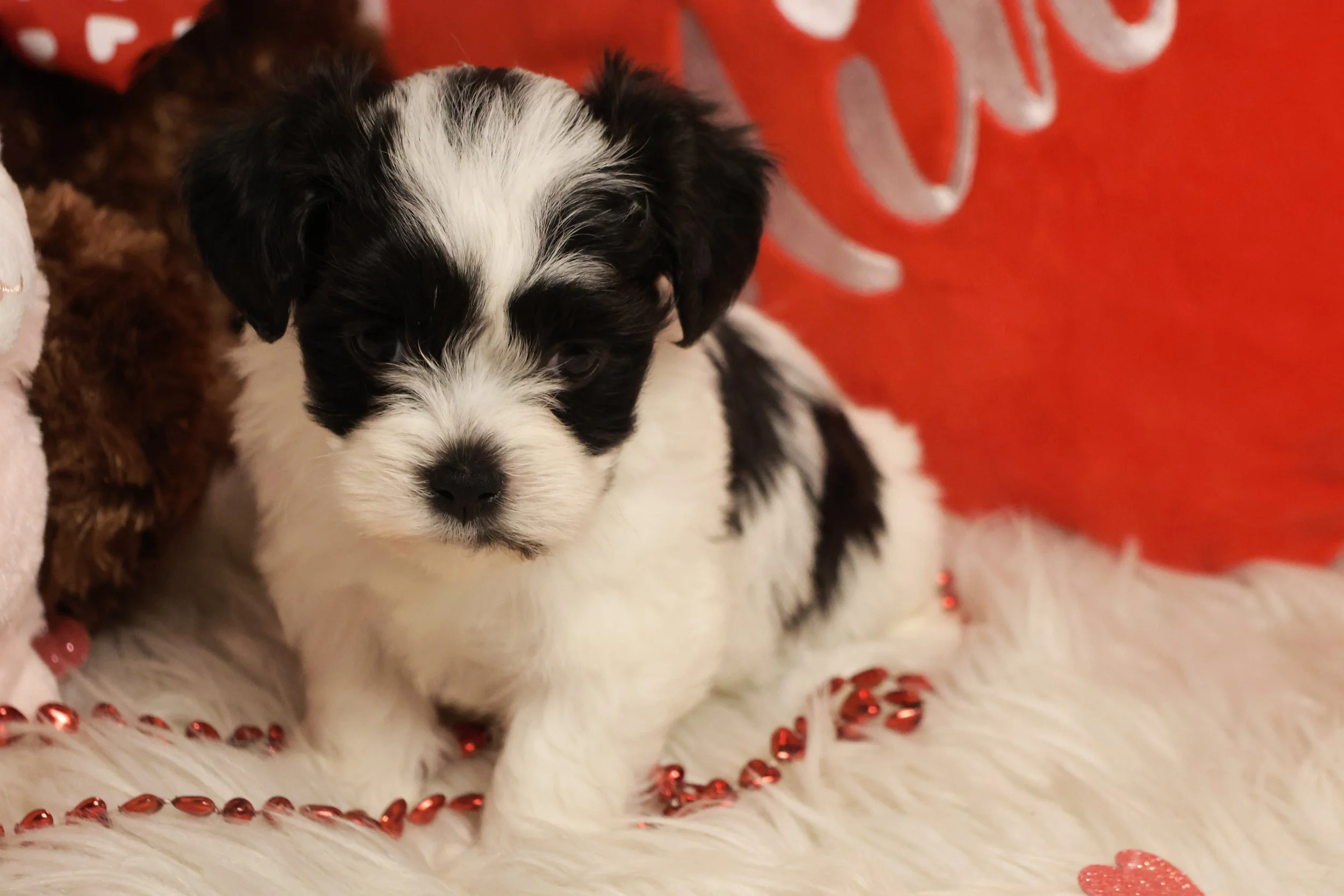 A black and white puppy sitting on a furry white blanket with red beads and a pink heart-shaped object, in front of a red background with white and gray designs.