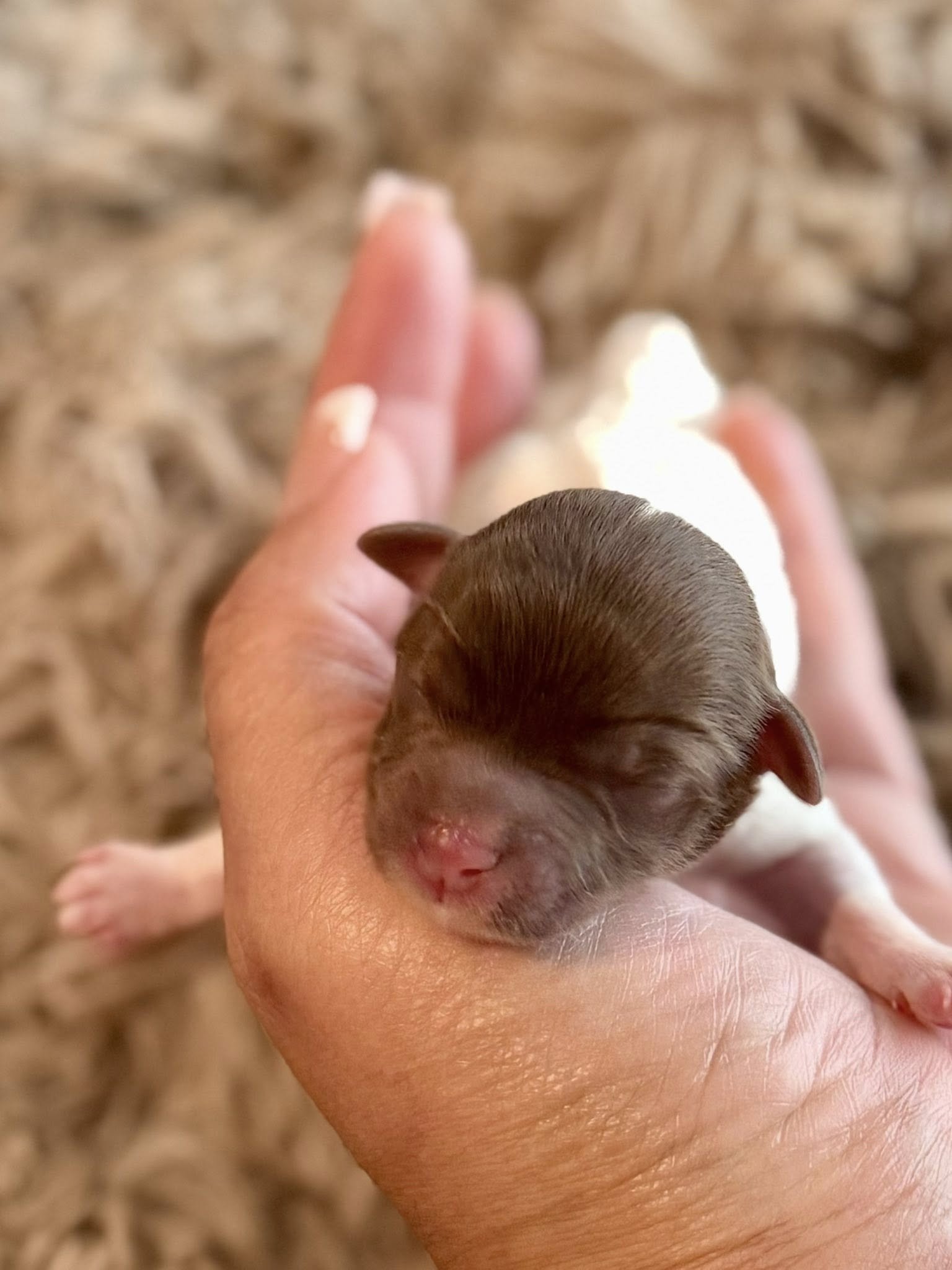 Chocolate Parti Havanese puppy Houston's Royal Havanese