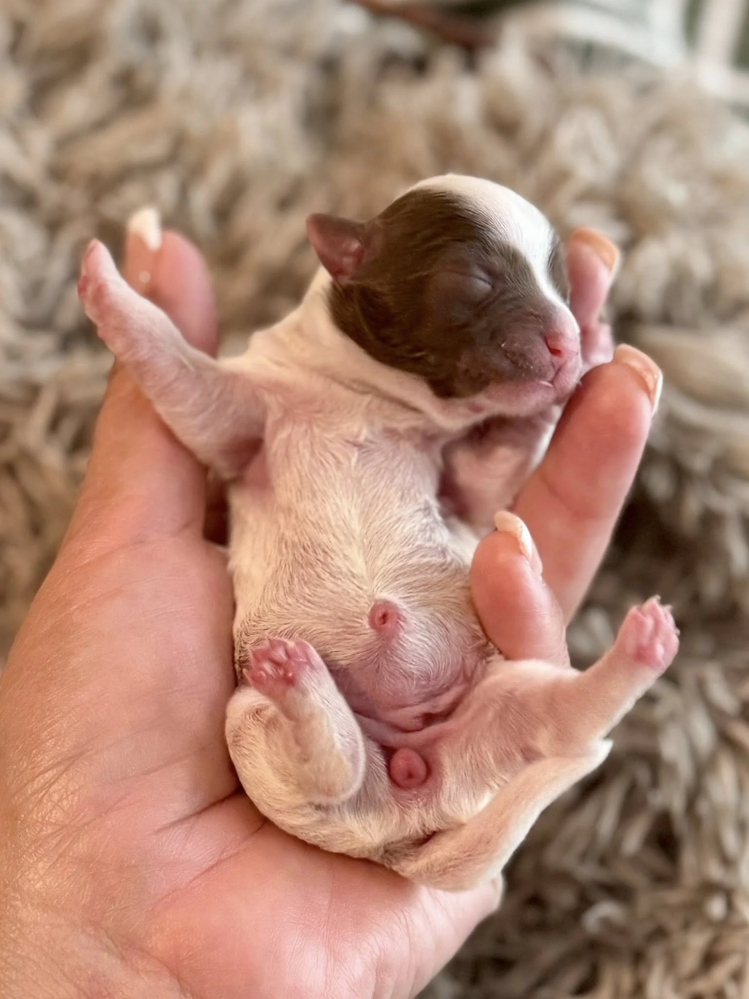 Chocolate parti puppy Houston's Royal Havanese