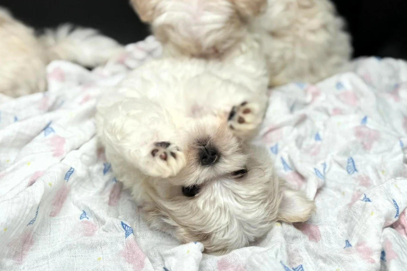 A small, fluffy white puppy lying on its back on a patterned blanket.