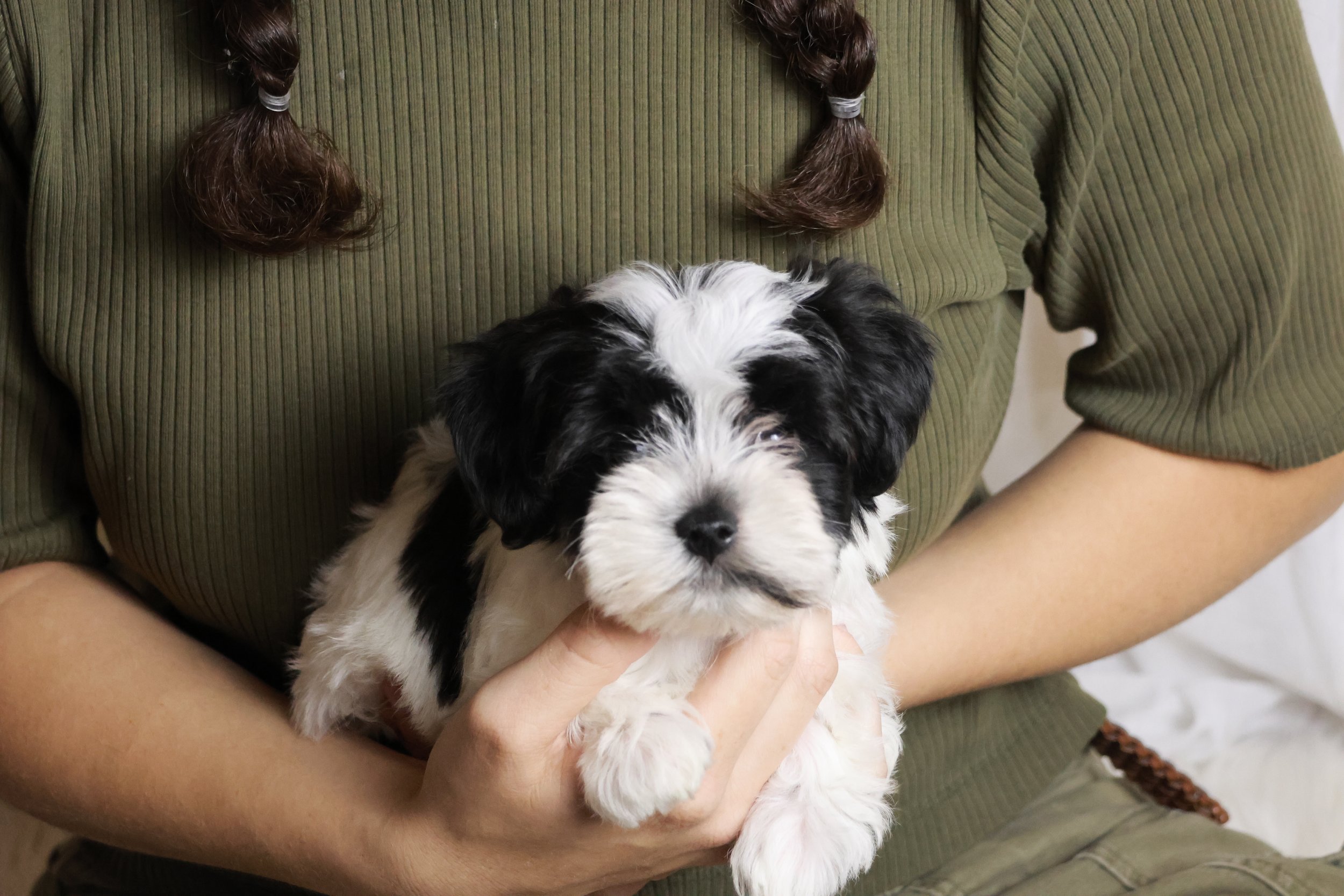 A person in a green ribbed shirt and brown hair in braided pigtails holds a adorable black and white puppy in their hands.