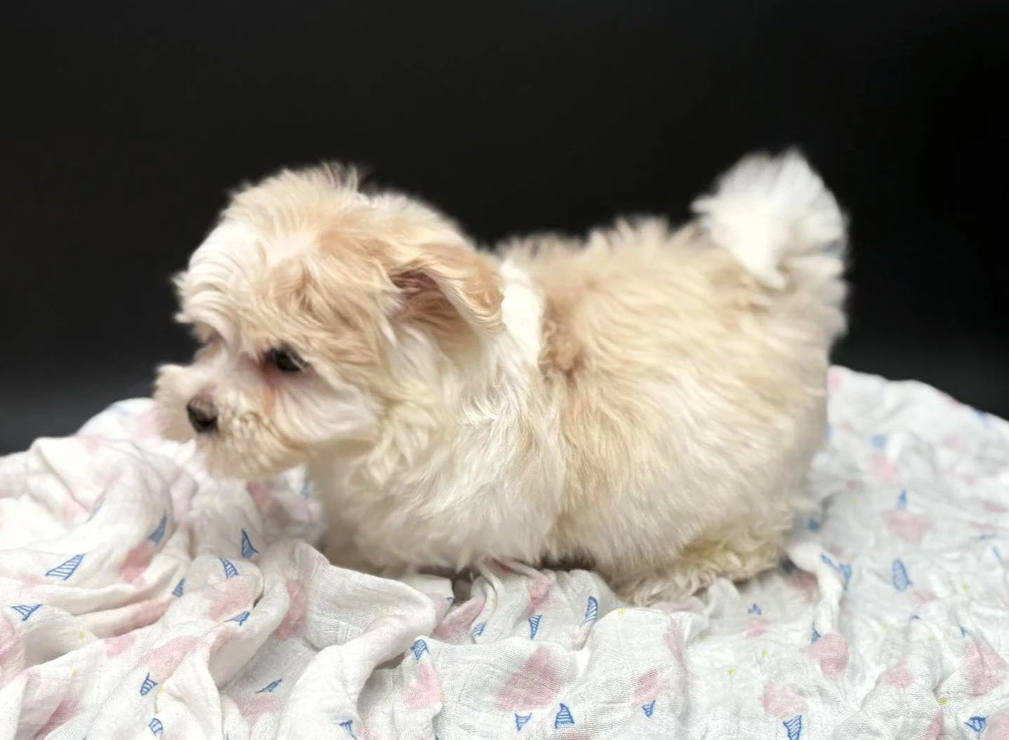 A fluffy cream-colored puppy with a curly tail sitting on crumpled white cloth with small pink and blue sailboat patterns, against a black background.