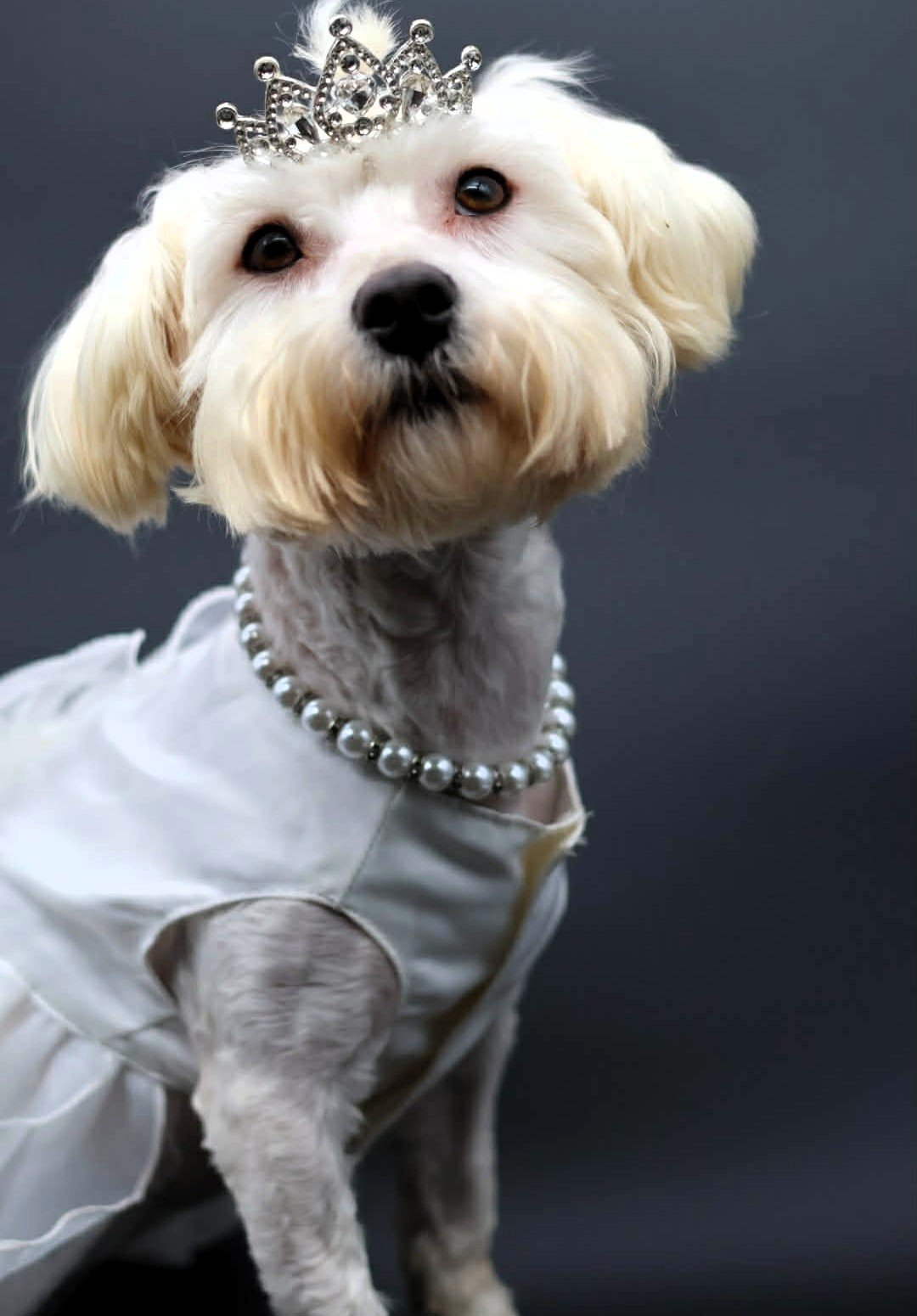 White Havanese with Tiara