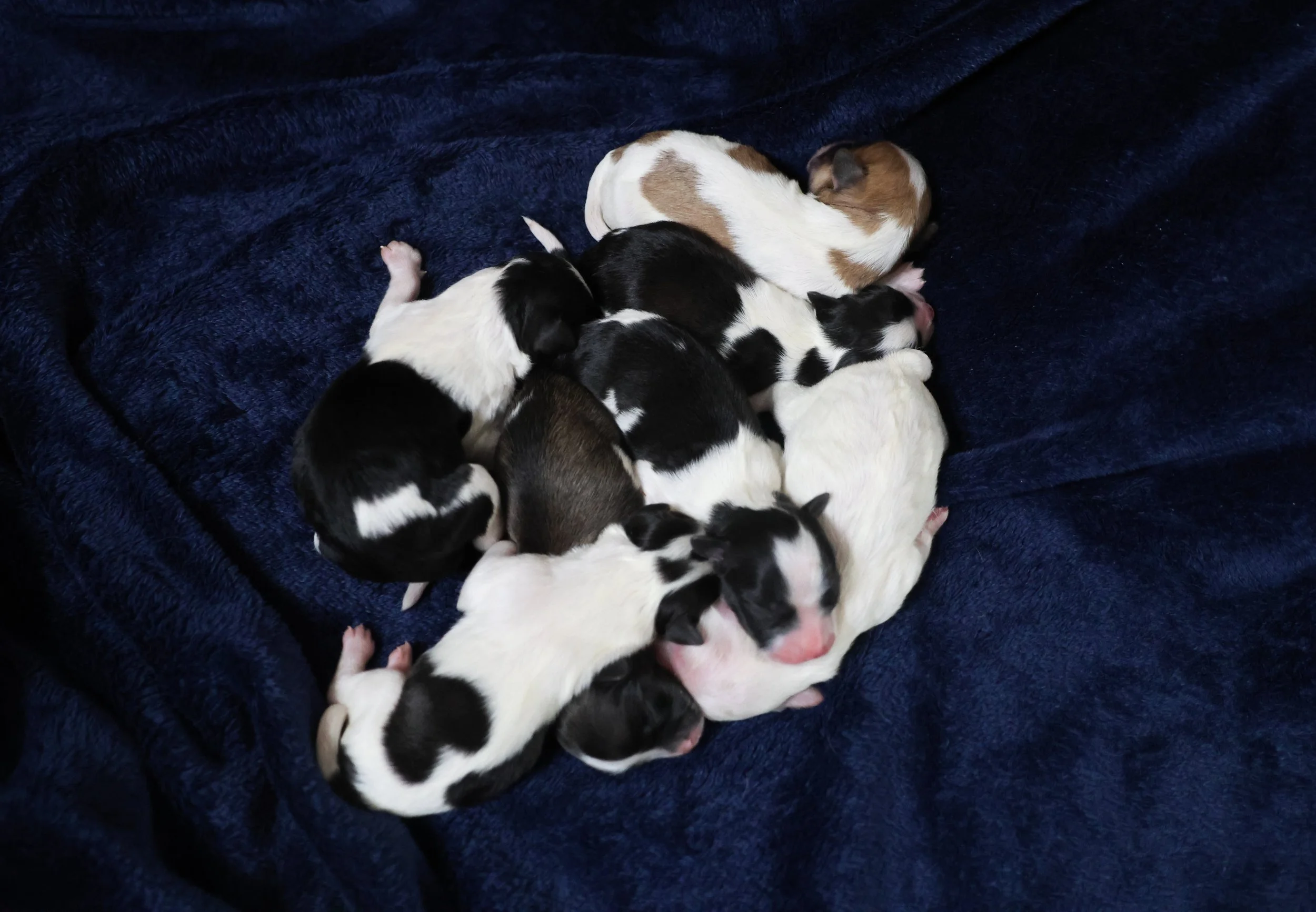 Group of newborn puppies lying on a dark blue blanket.