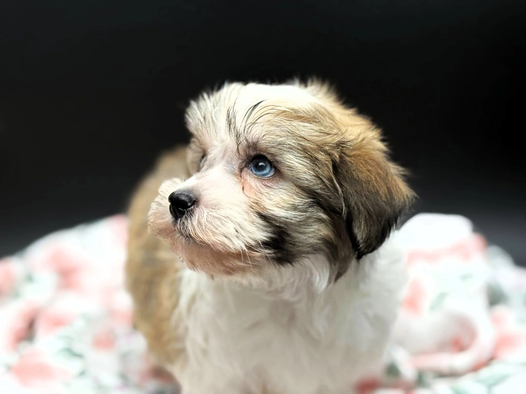 Havanese puppy dog with Heterochromia 1 blue eye and 1 brown eye