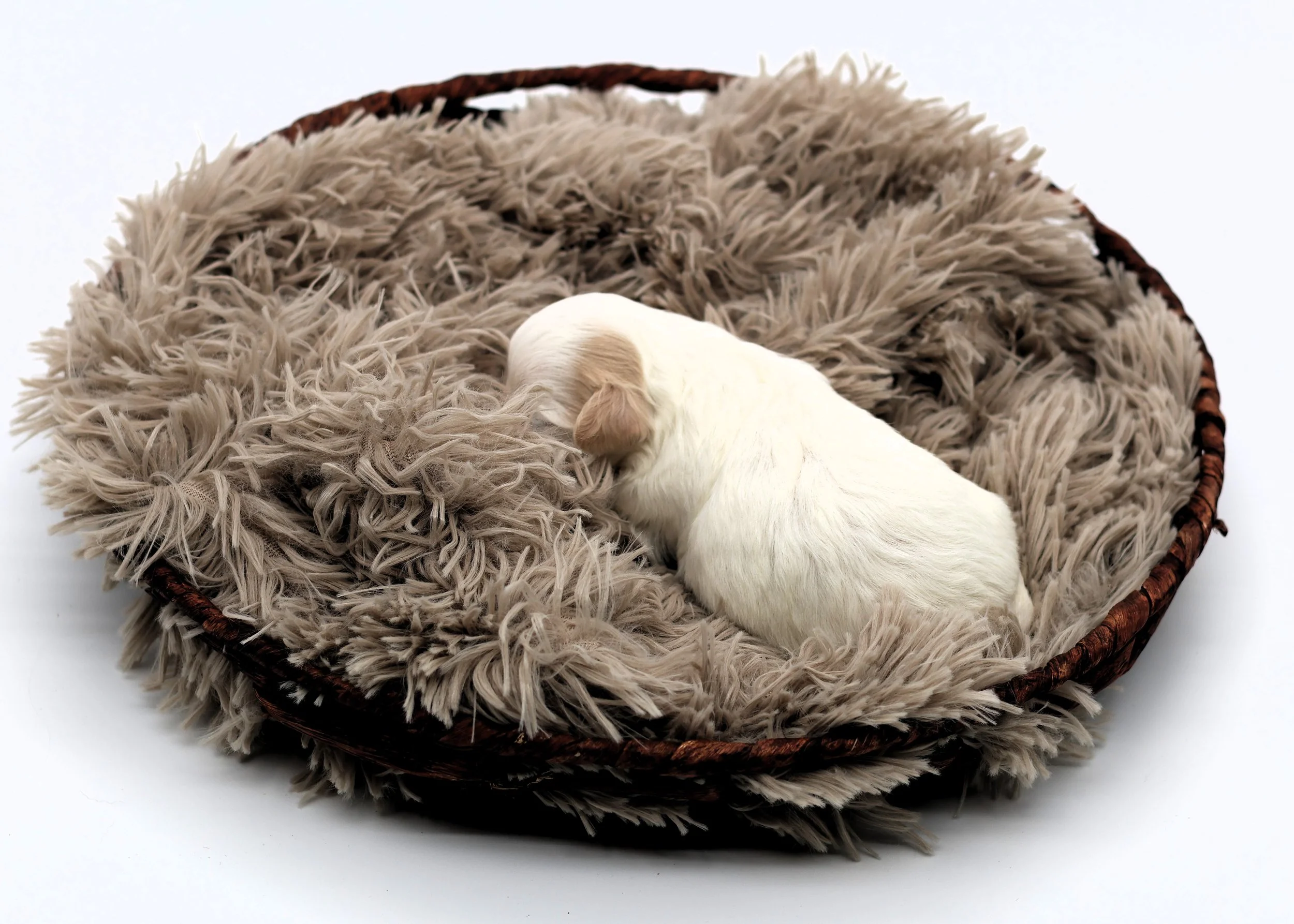 A small white puppy with light brown ears lying on a fluffy beige blanket inside a round basket.