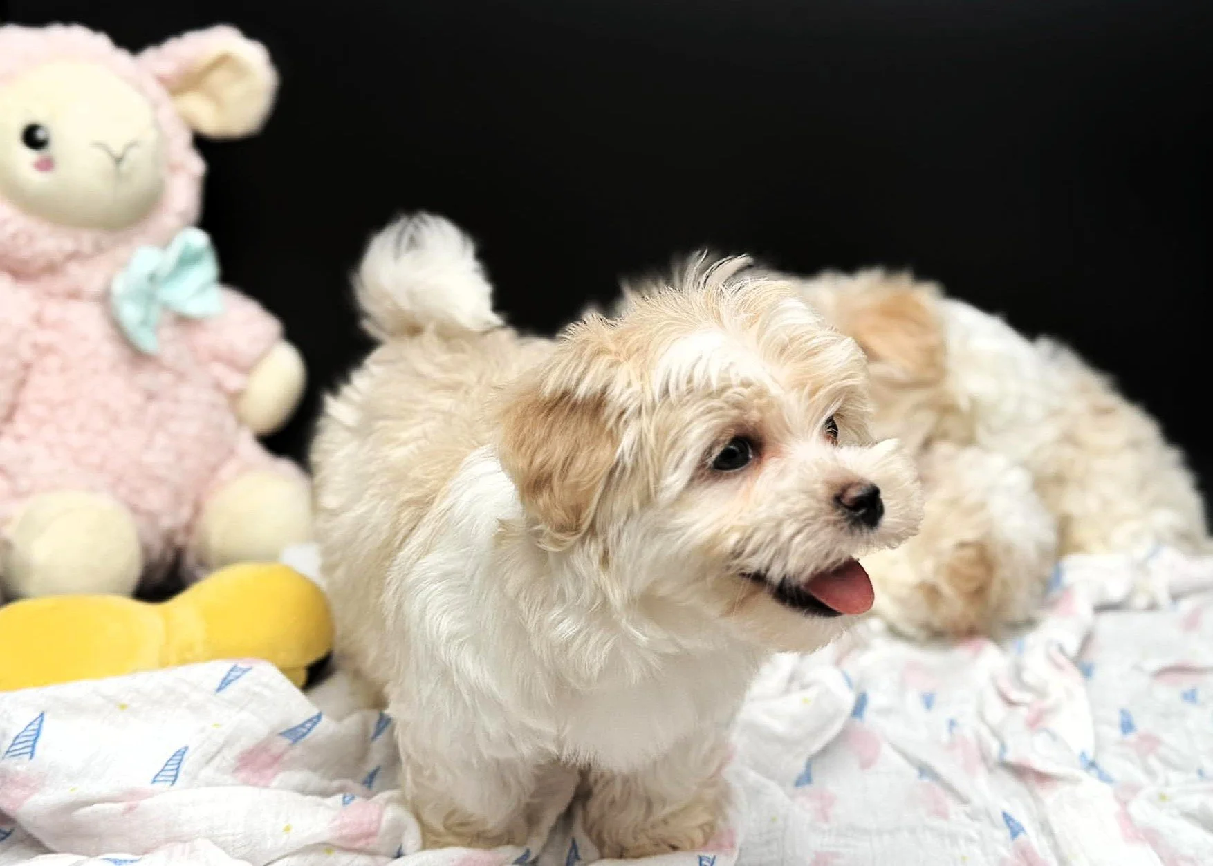 A cute puppy with curly white and light brown fur is standing on a bed with a patterned blanket, with its tongue slightly out. In the background, there is another puppy lying down. To the left, a soft plush toy resembling a sheep or lamb with a pink body, cream-colored face, and a light blue bow is visible.