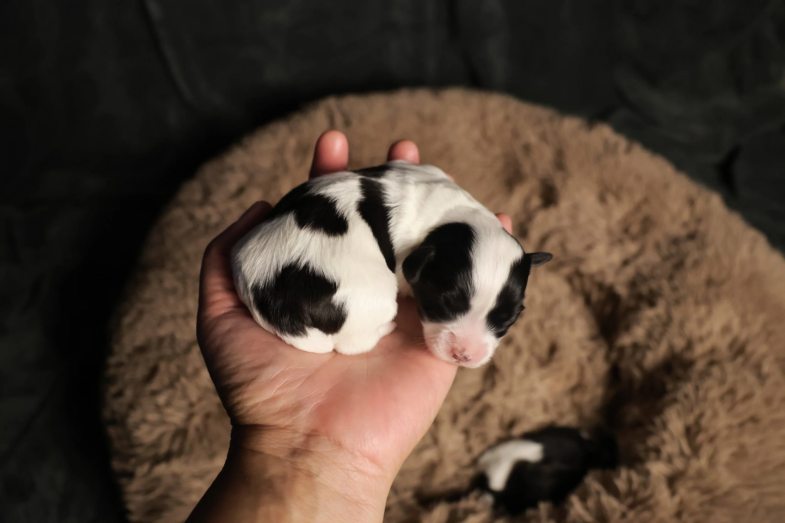 A tiny black and white puppy is cradled in a person's hand, resting on a soft, brown, fluffy blanket.