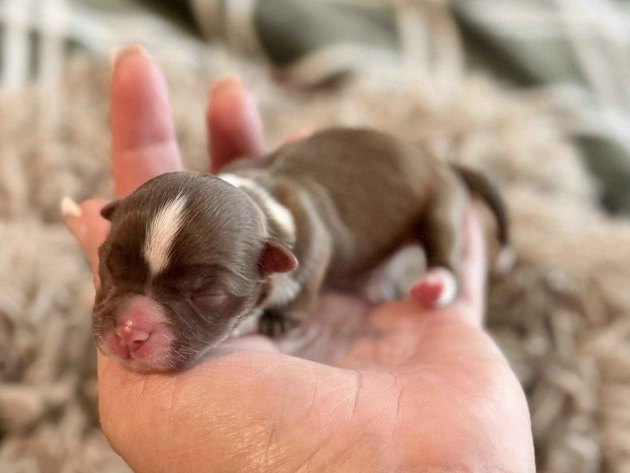 teacup Chocolate Havanese puppy Houston