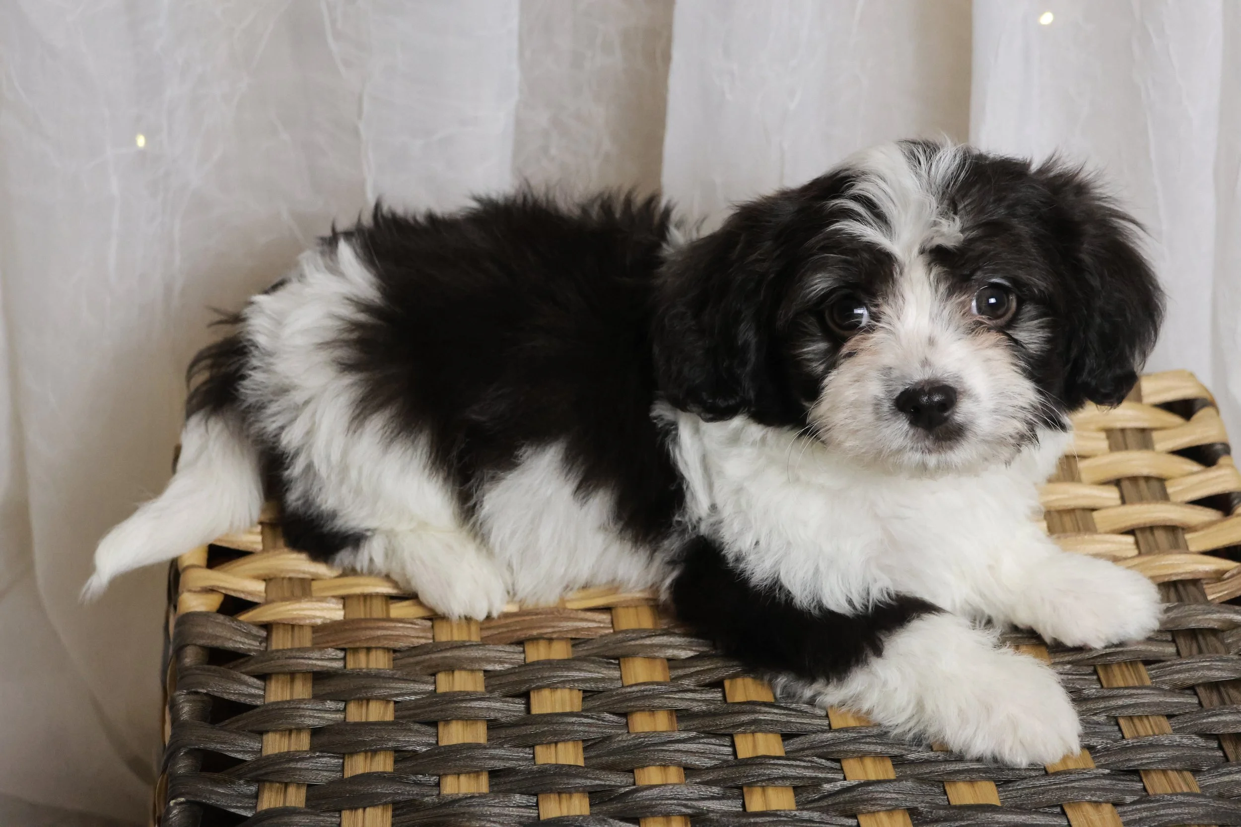 A black and white puppy with fluffy fur lying on a woven wicker surface.