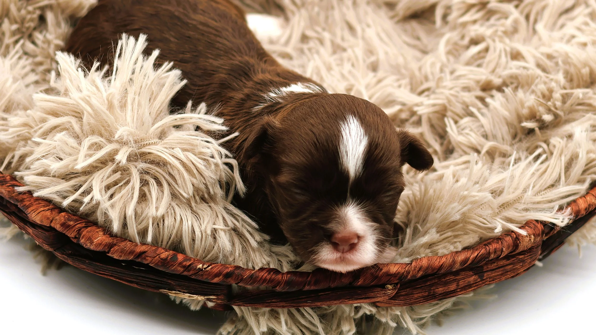 A small brown and white puppy sleeping in a cozy basket lined with a fluffy cream-colored blanket.