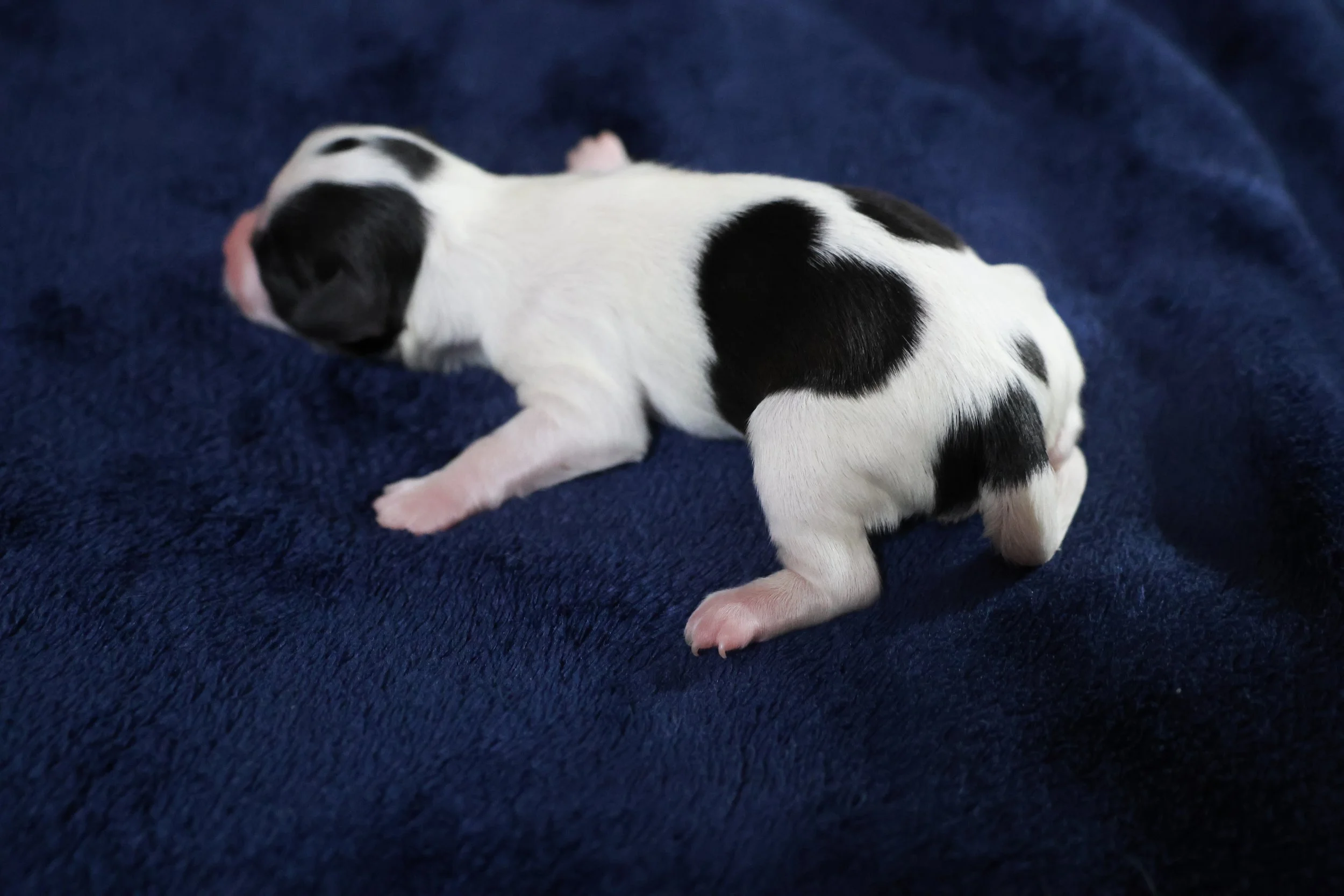 A tiny newborn puppy with black and white fur lying on a dark blue blanket.