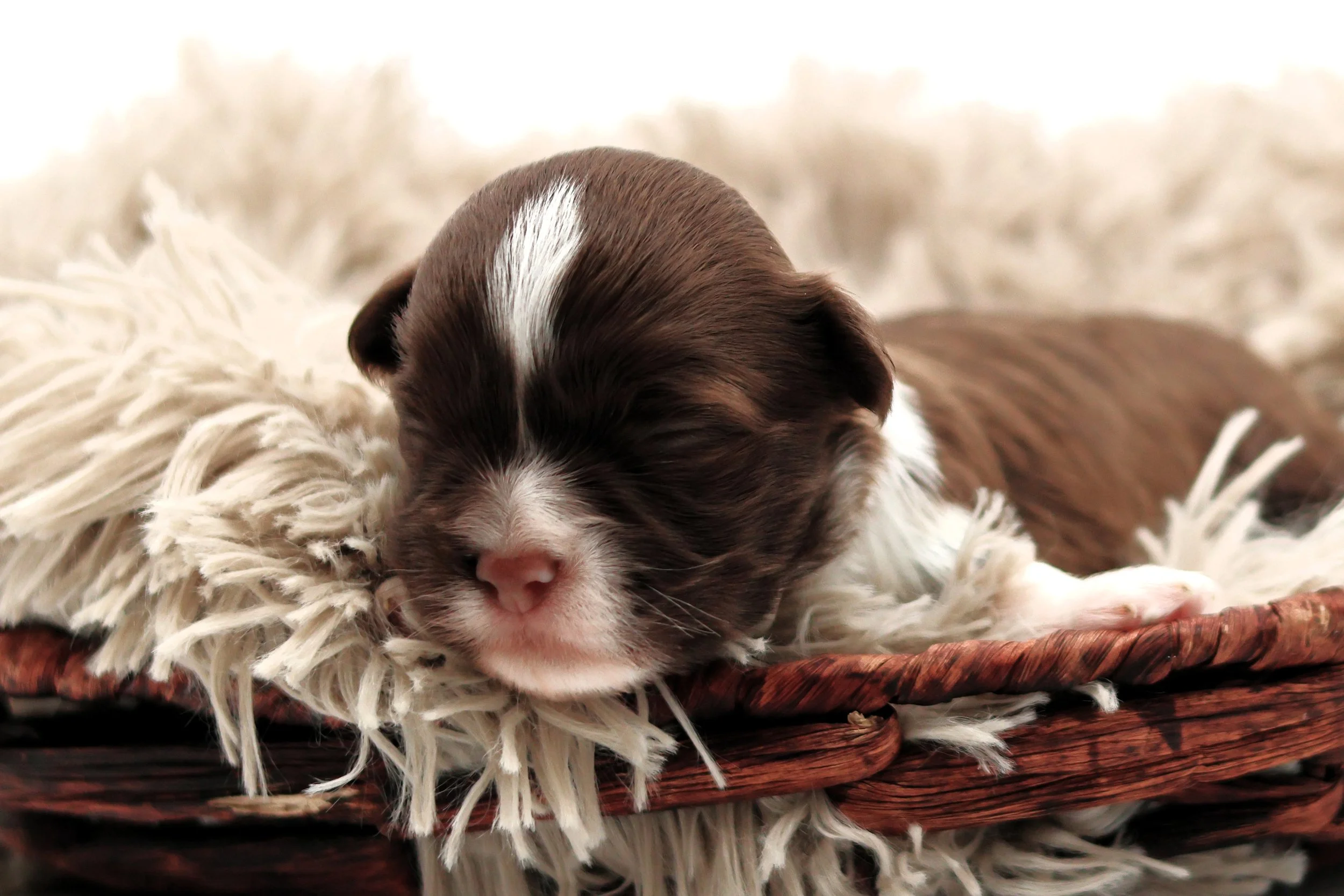 A close-up of a tiny, sleeping brown and white puppy resting on a soft, fluffy blanket inside a woven basket.